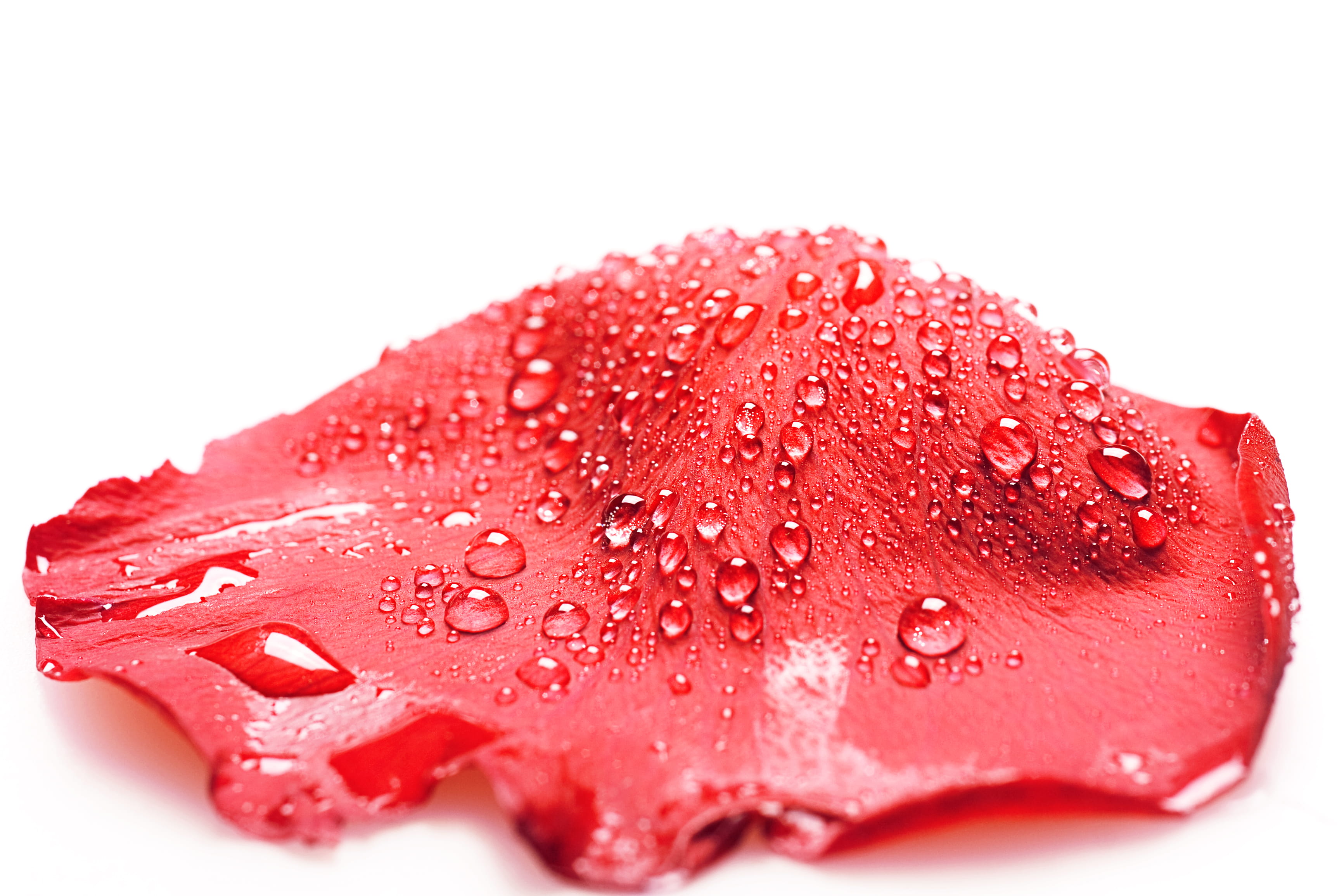 flower, wet, romantic, water, freshness, drops, cut out, pink color, white, valentine, isolated, no people, strawberry, natural, photo, scattered, petal, HD Wallpaper
