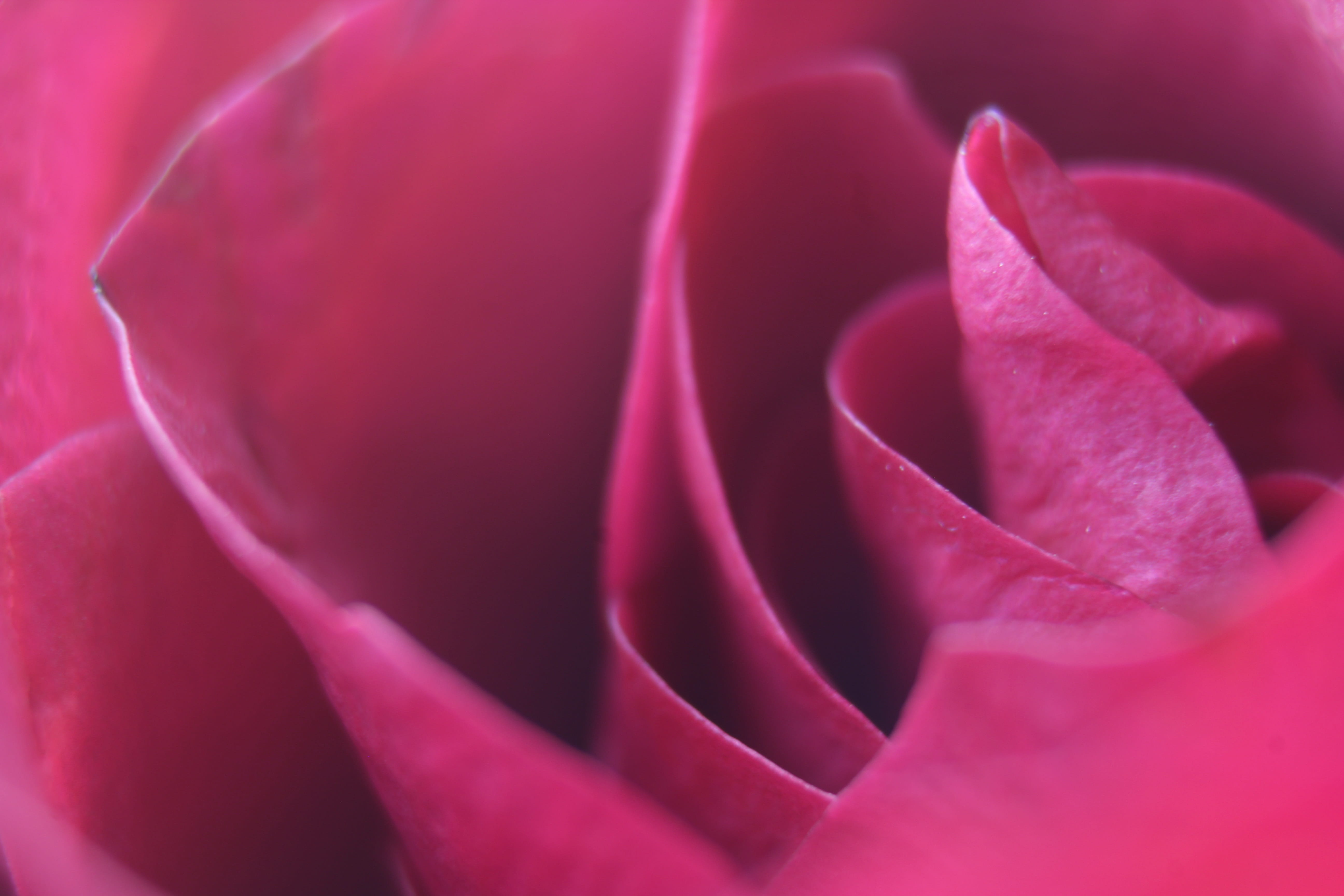 valentine, pink, petal, purple, wedding, fresh, white, natural, color, plant, close, Flower, full frame, day, red, no people, beauty in nature, bright, HD Wallpaper