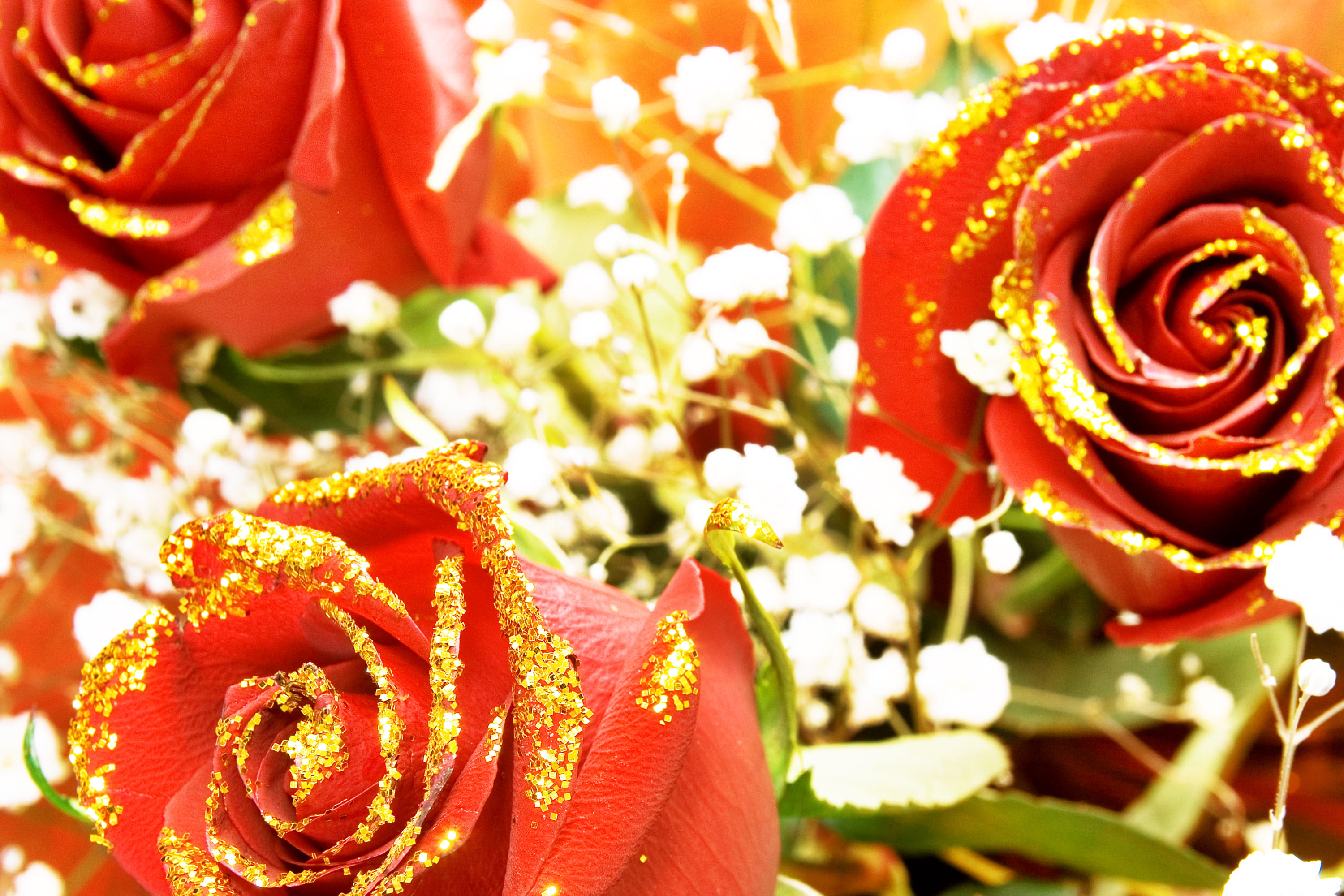 celebration, background, closeup, day, elegant, rose - flower, stem, symbol, romantic, decoration, nature, rose, fresh, beauty, love, beautiful, color, HD Wallpaper