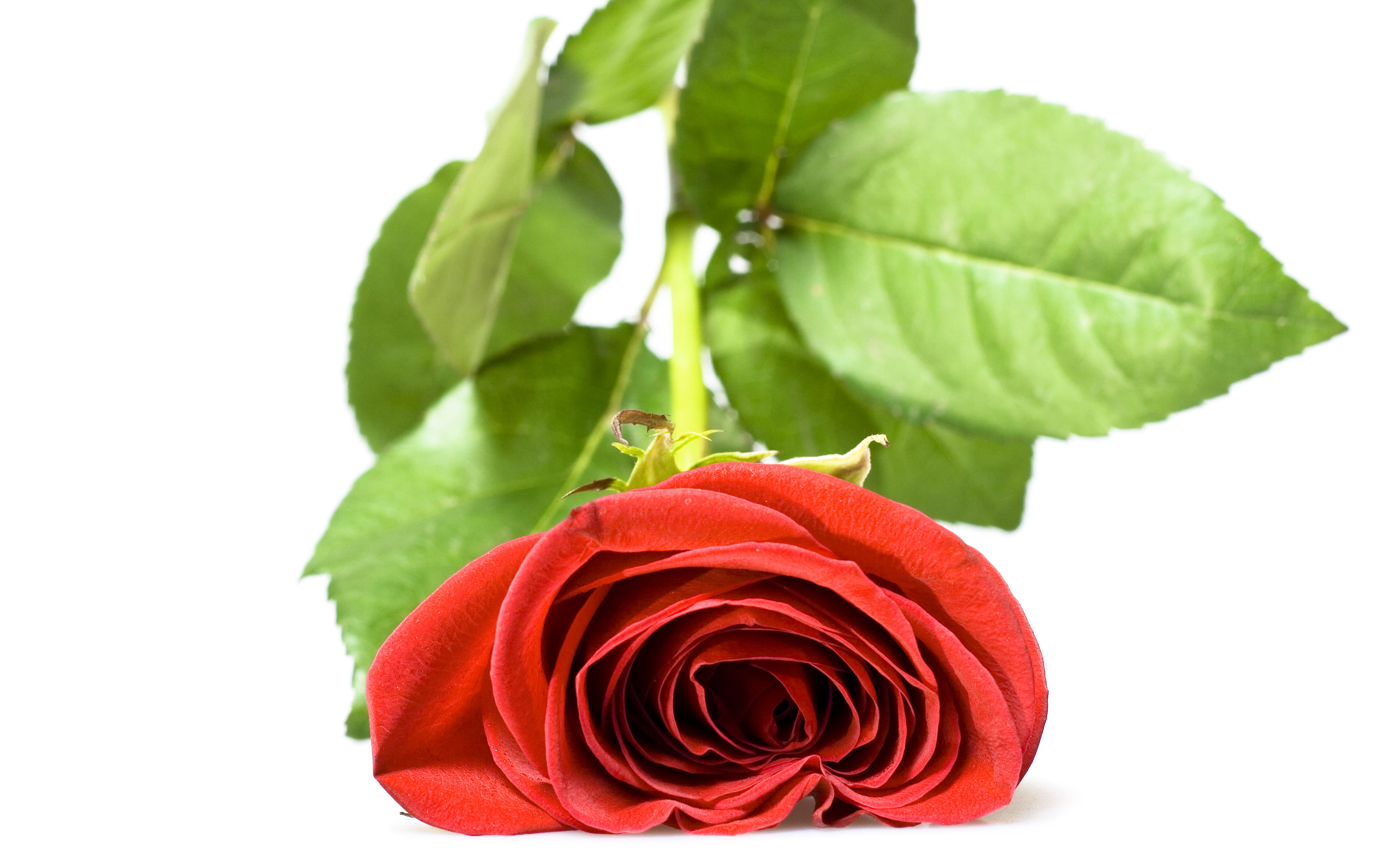 valentineday, nobody, petal, plant part, perfection, cut out, rose - flower, bloom, object, passion, flirting, stem, floral, decoration, fragility, brightly lit, HD Wallpaper