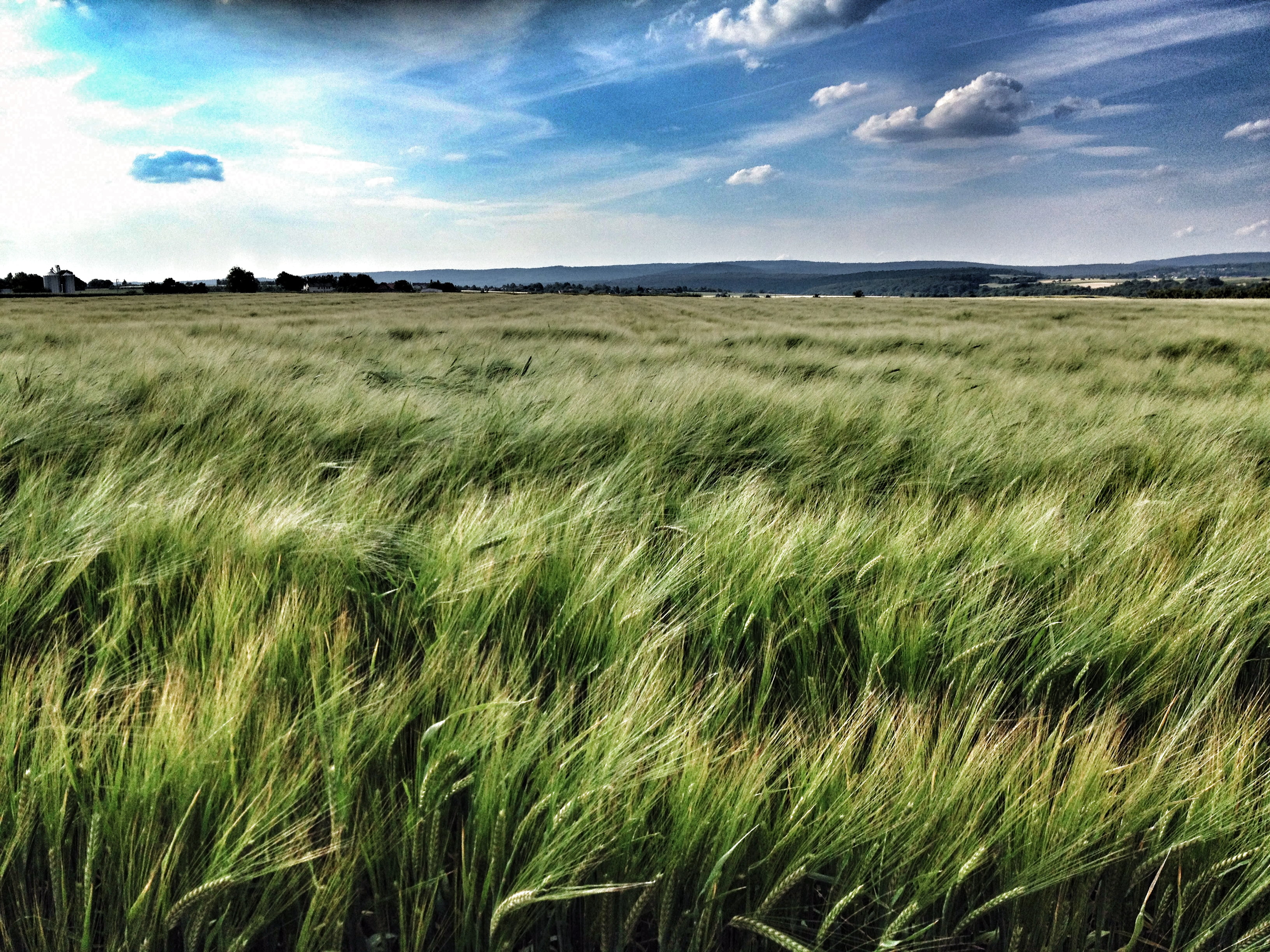grass field, germany, cc, economy, field, feld, natur, deutschland, green grass, summer, 2K, farmer, wolken, land, nature, wheat, wiesbaden, scenics, deutsch, HD Wallpaper