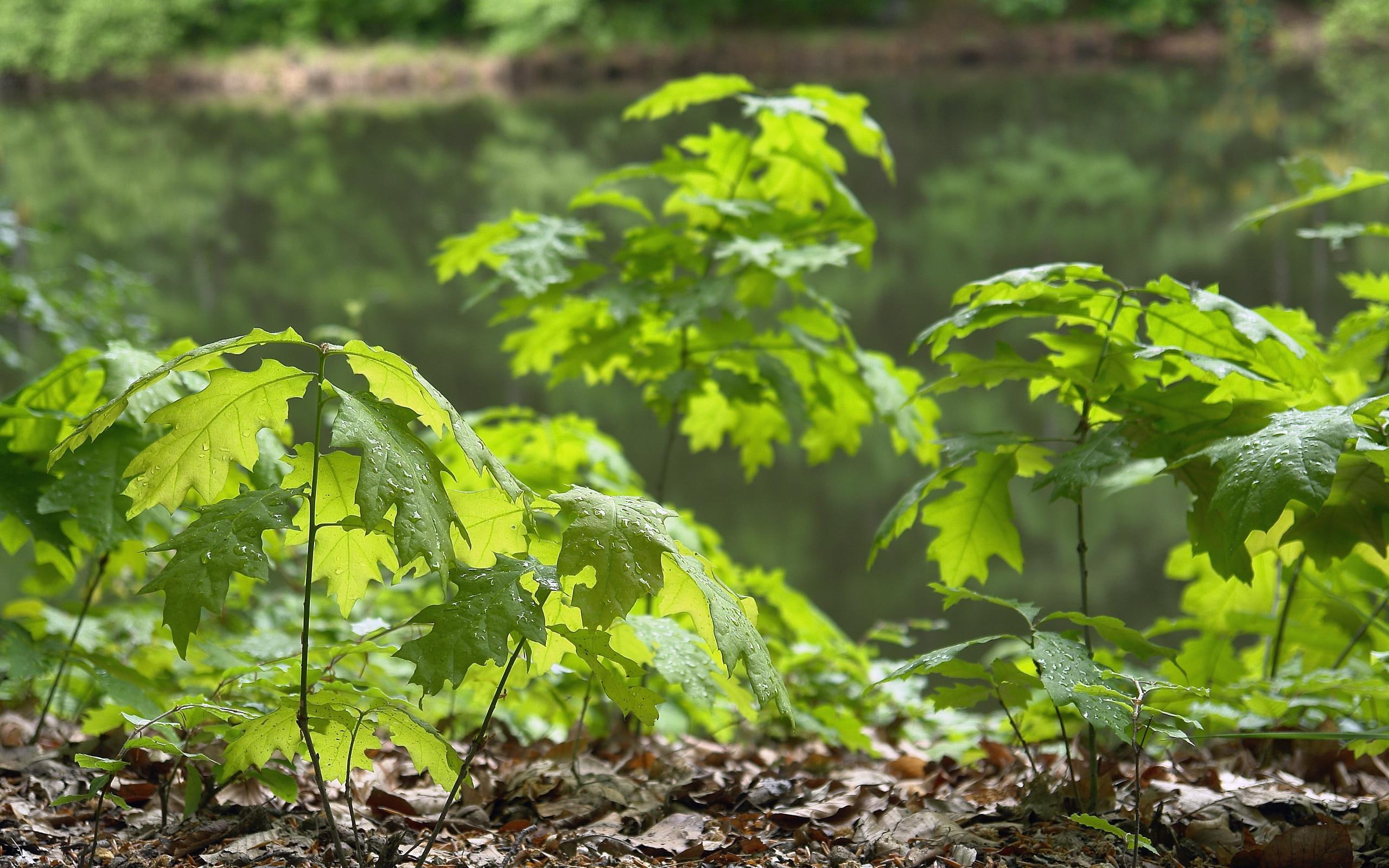 saplings, forest, eiche, 3d and abstract, deutsche, nature, 2K, spring, HD Wallpaper
