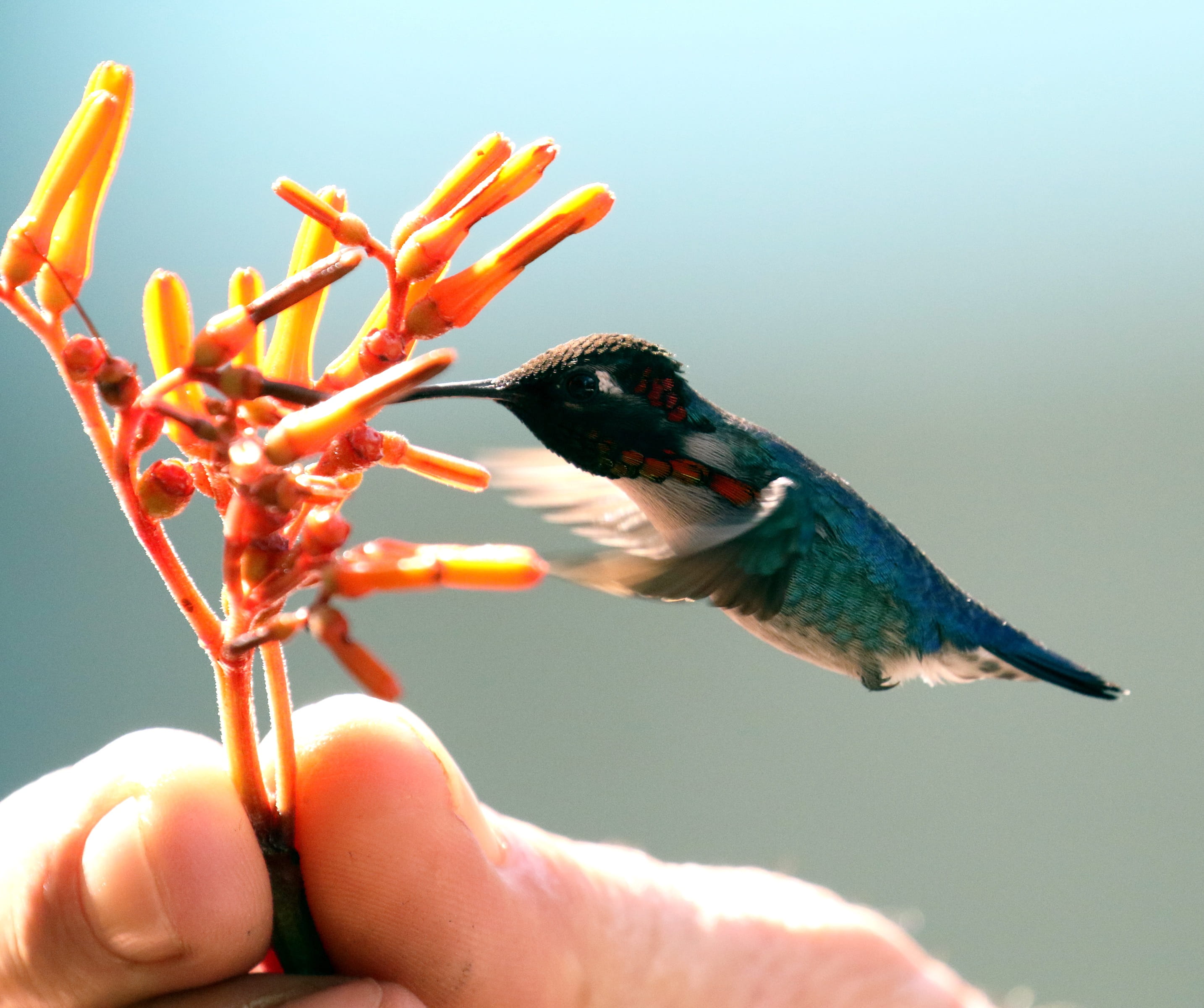 hand, caribbean, one person, right, body part, unrecognizable person, s, white, food, beak, finger, focus, human hand, flower, ornithology, wildlife, one animal, HD Wallpaper