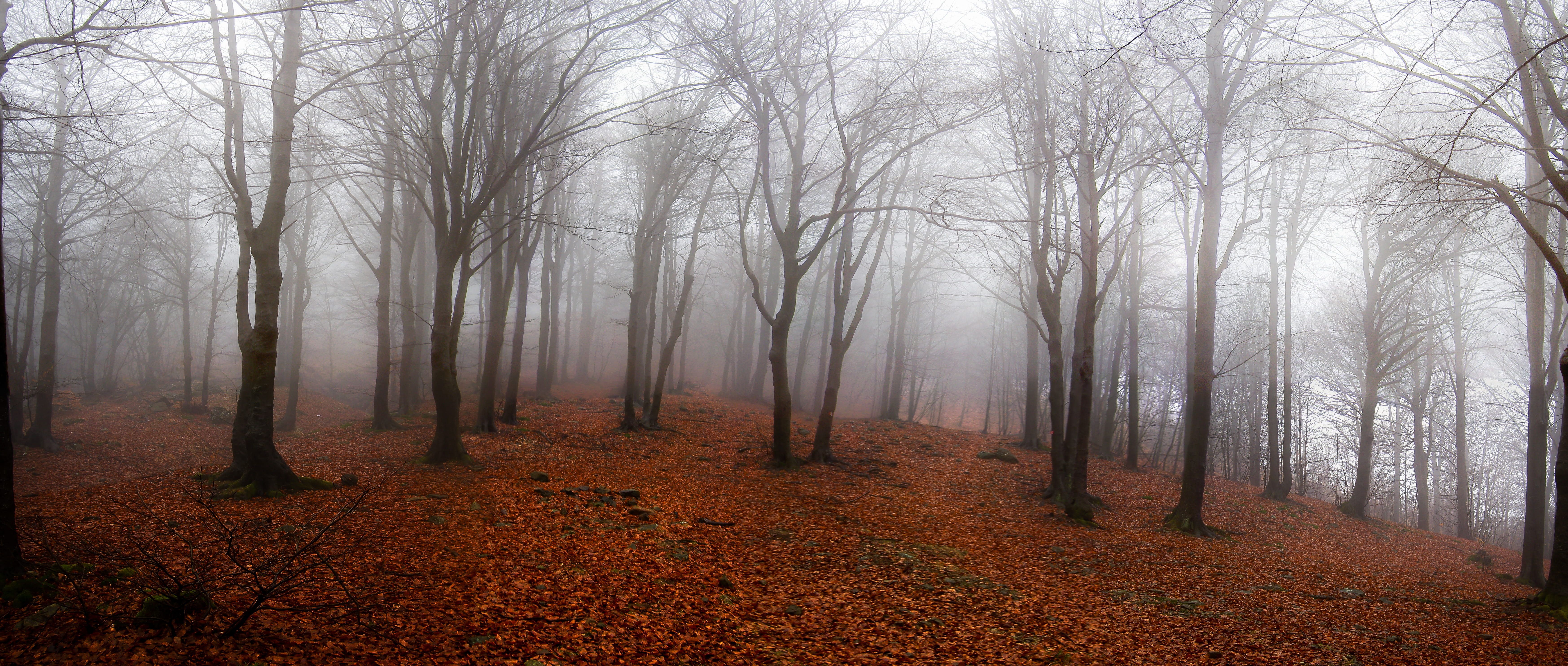non-urban scene, underwood, photo, fogliage, Landscape, trees, trunk, no people, tranquility, refugees, plant, background, tree, daytime, change, solitude, HD Wallpaper