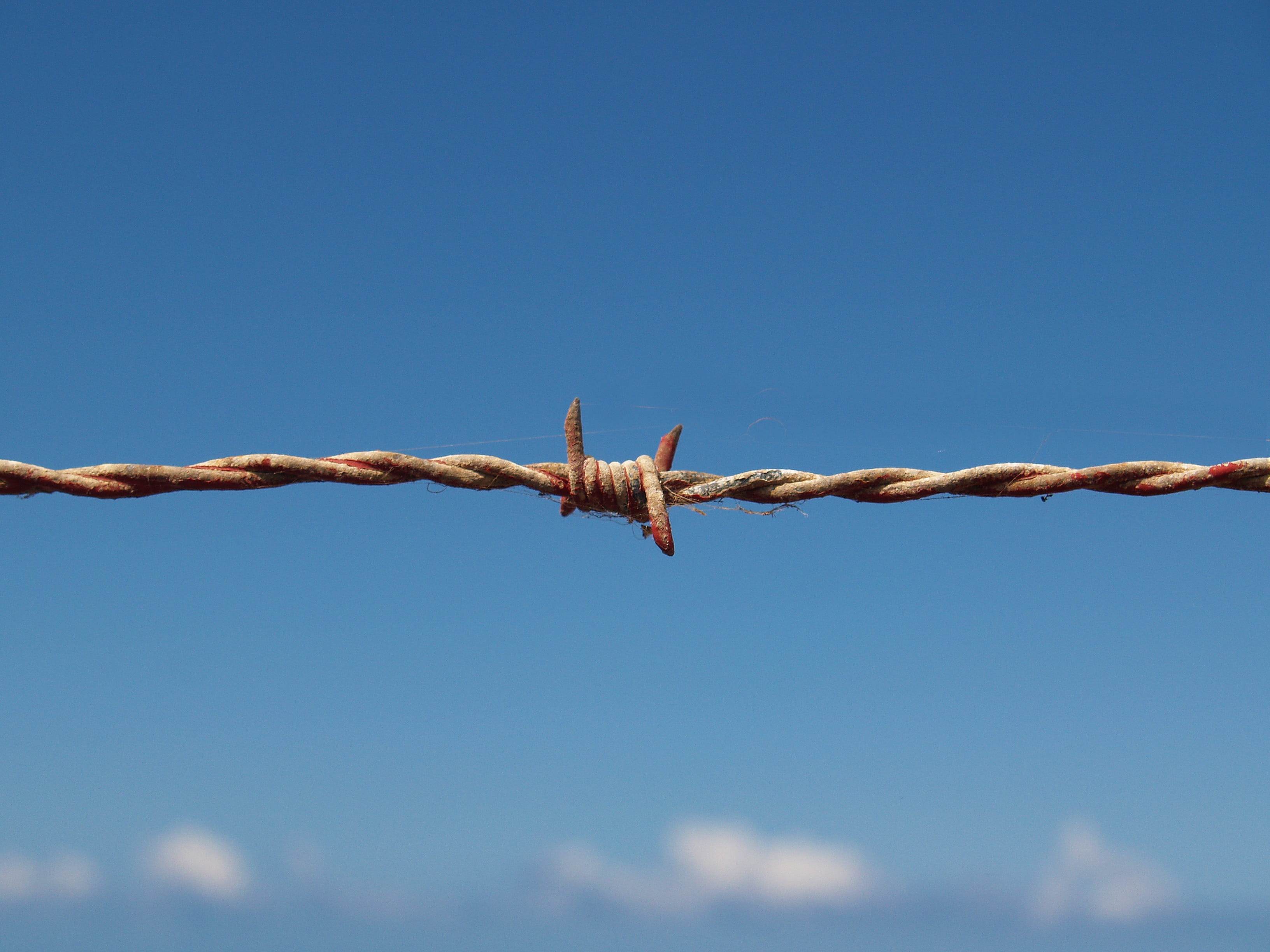 blue, barrier, 2K, barbed, exclusion, nature, Blood, safety, day, outdoors, connection, protection, boundary, low angle view, macro, wire, sign, communication, HD Wallpaper