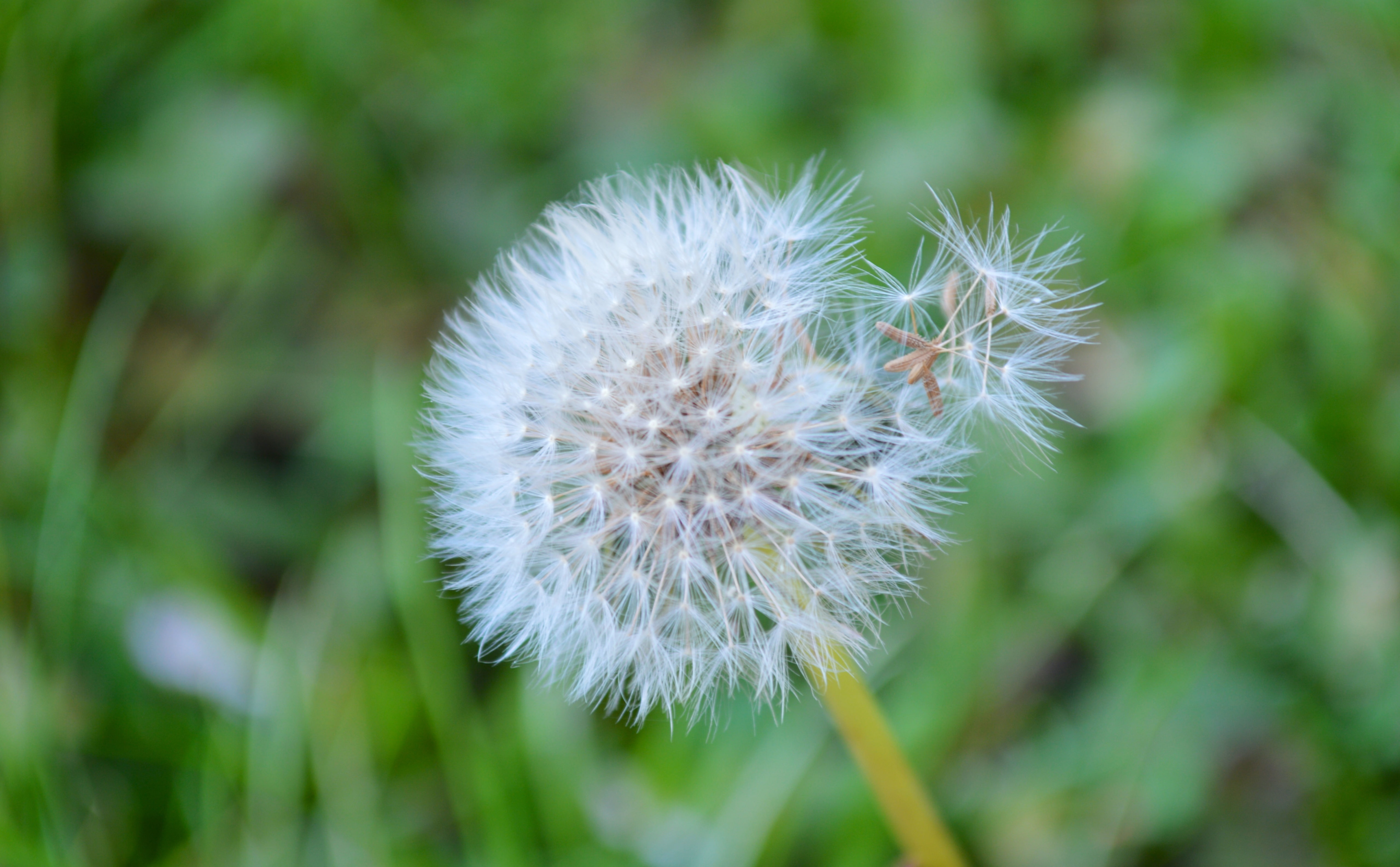 Aero, flowers, leone, garden, di, grass, dente di leone, green, 5K, italy, Macro, dente, HD Wallpaper