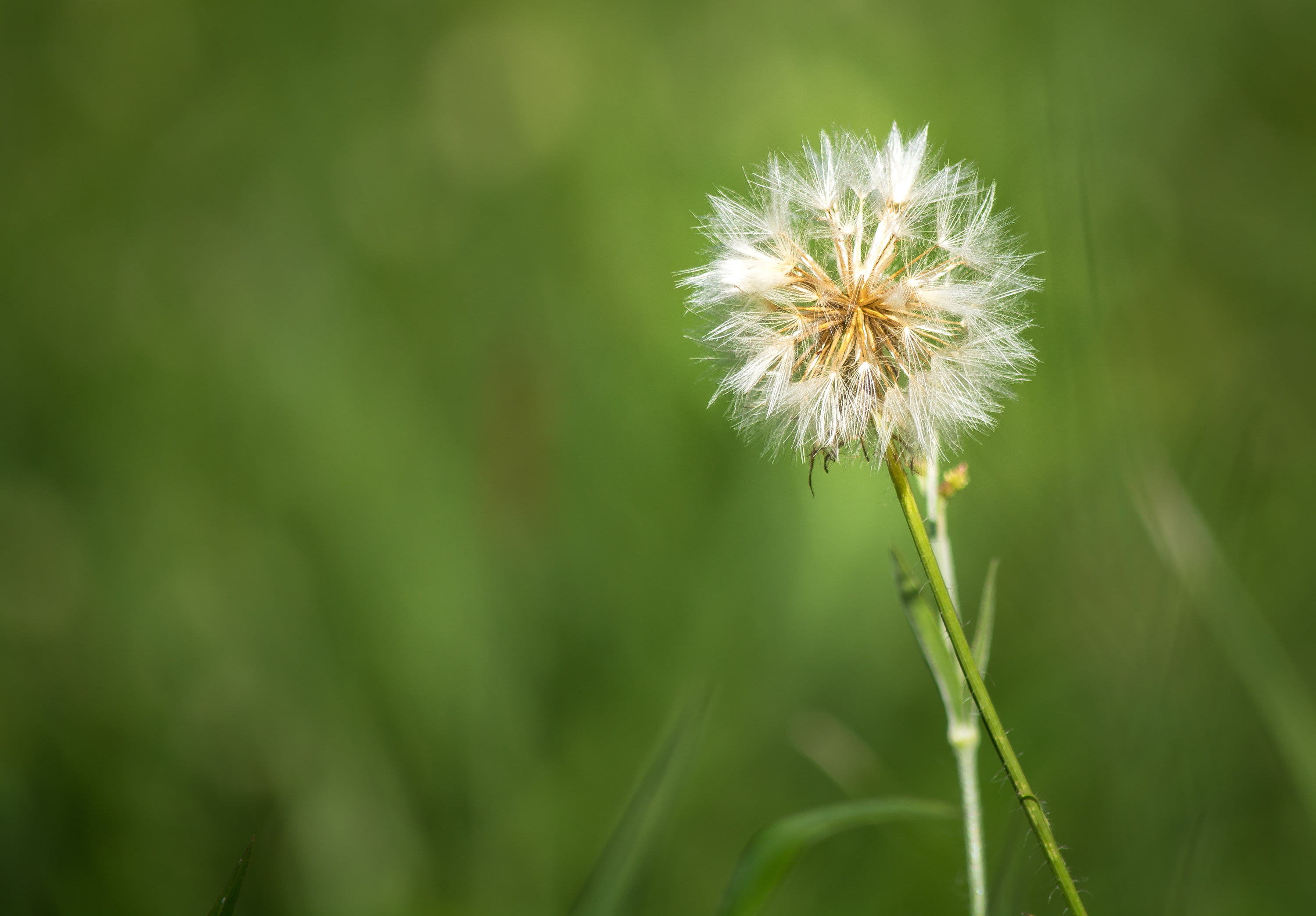nature, Rio Grande do Sul, grass, plant, photography, Brasil, white, flower, selective focus, Dandelion, meadow, summer, focus, alegre, Jardim  Botânico  Porto Alegre, HD Wallpaper