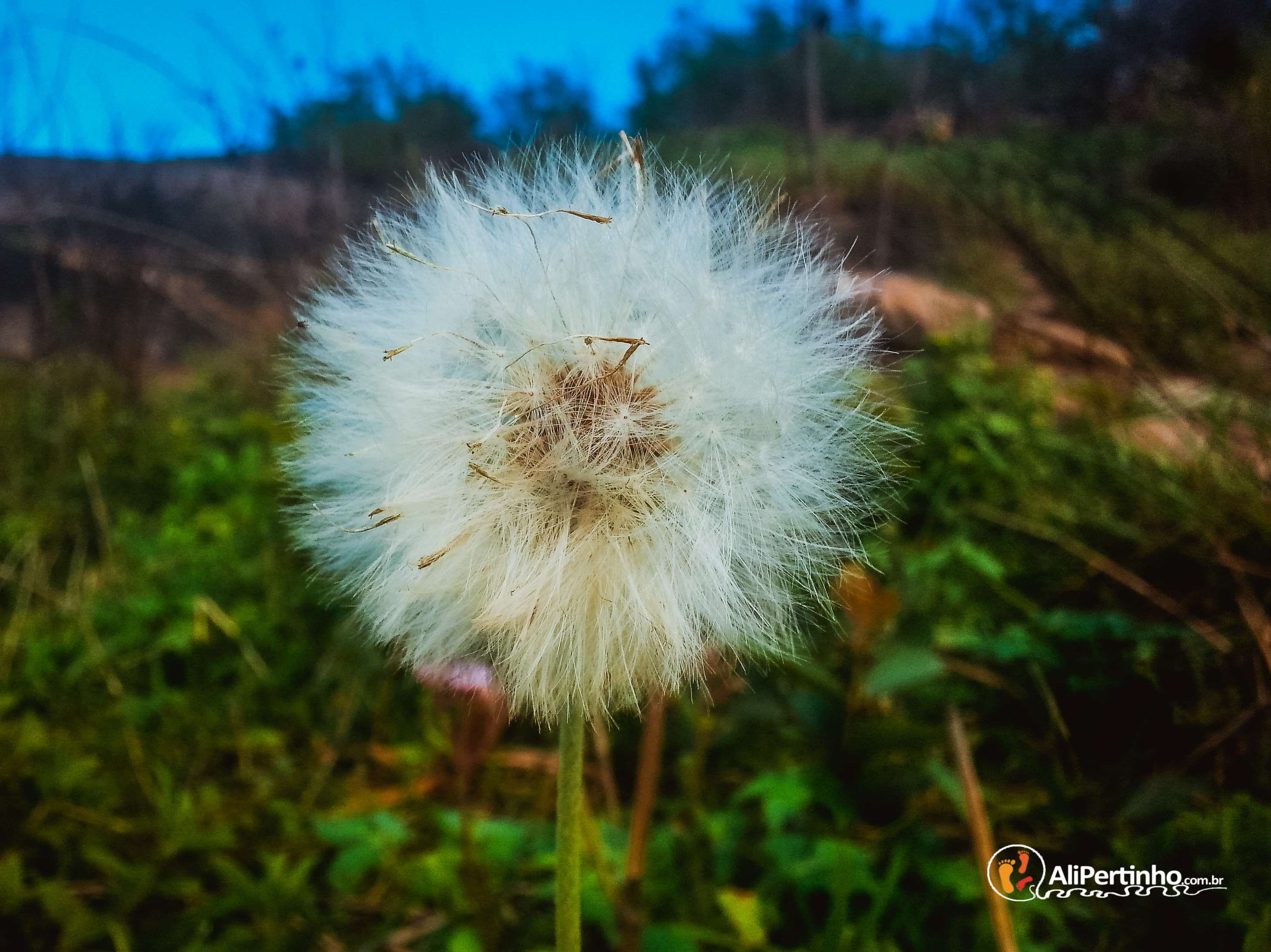 brasil, flower, no people, focus on foreground, flowering plant, inflorescence, dandelion seed, growth, dandelion, flower head, 2K, day, nature, softness, HD Wallpaper