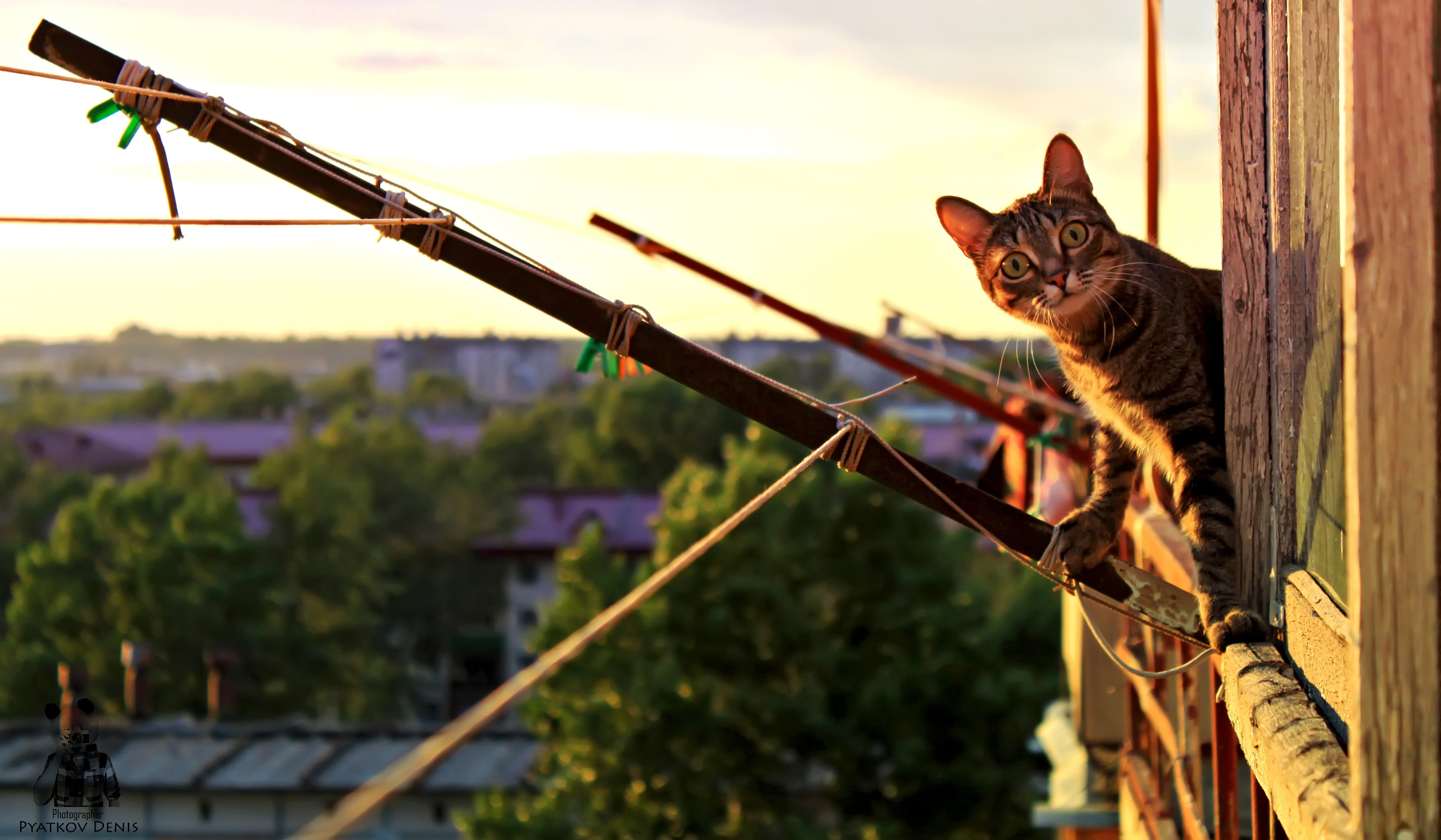brown, Cat, 4K, funny, tabby, animals, HD Wallpaper