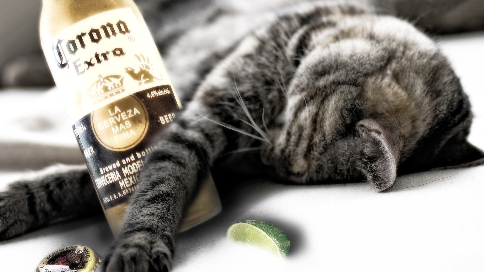 funny, cat, 1080P, drunk, animals, HD Wallpaper