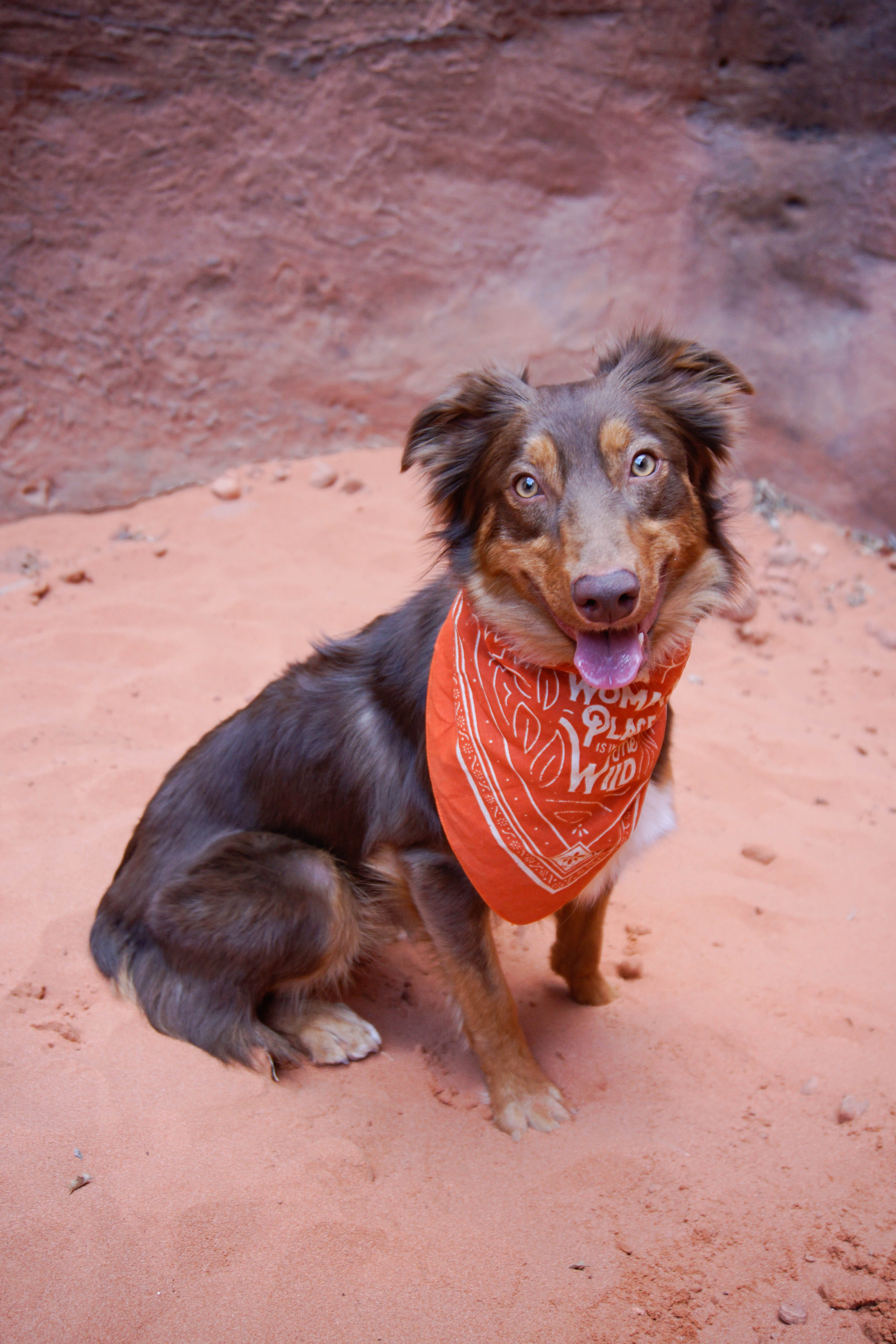 domestic animals, field, united states, looking at camera, spaniel, dog, australian shepherd, hike, tan, day, vertebrate, canine, animal themes, 5K, portrait, Phone HD Wallpaper