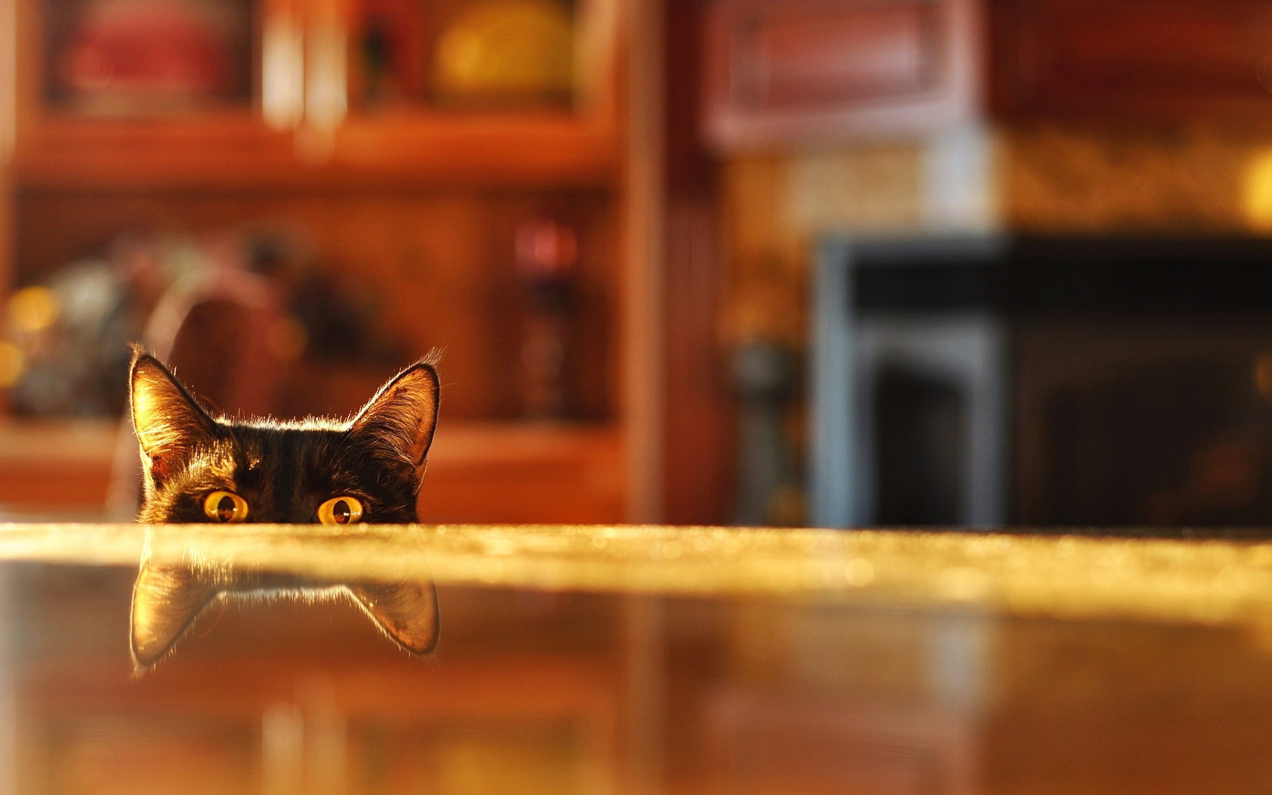 pets, wooden, black, looking at camera, no people, looking, focus on foreground, selective focus, cat, reflection, feline, animal eye, short, 2K, portrait, HD Wallpaper