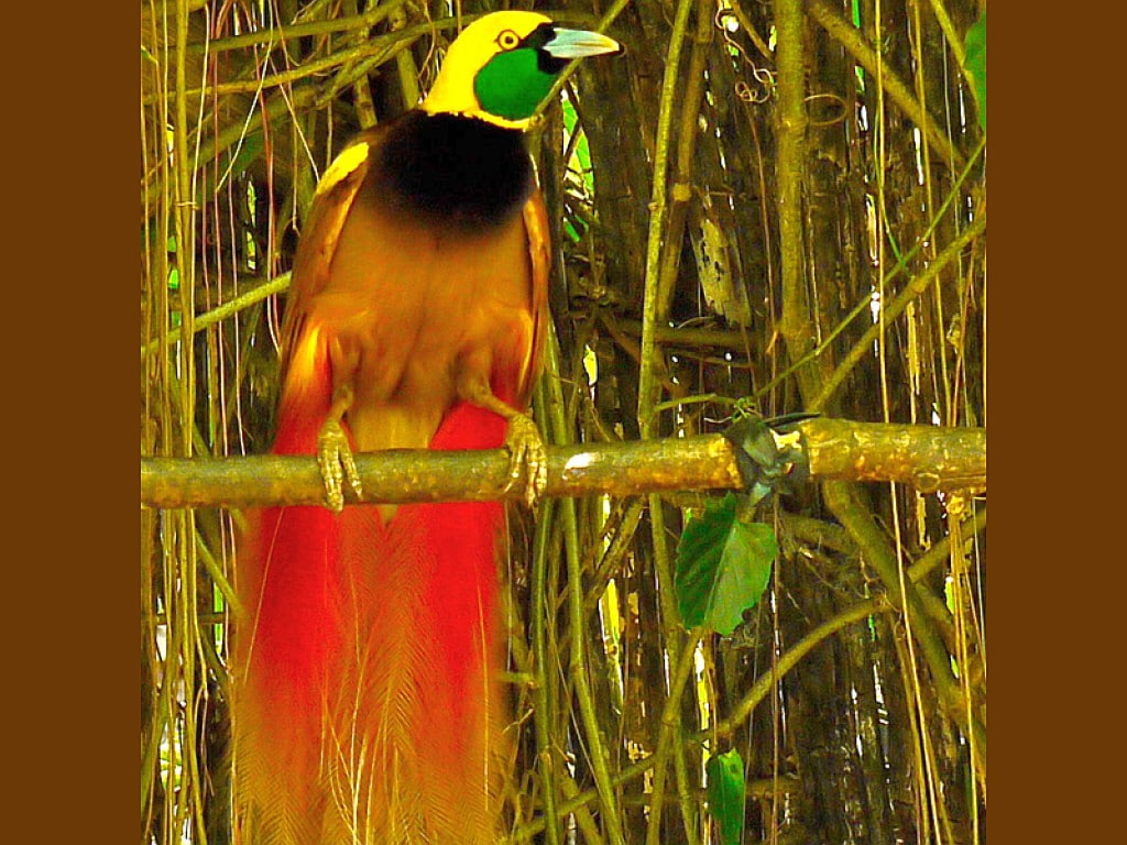480P, beautiful, birds, animals, art, Paradise, hd, bird, Bird-of, picture, HD Wallpaper