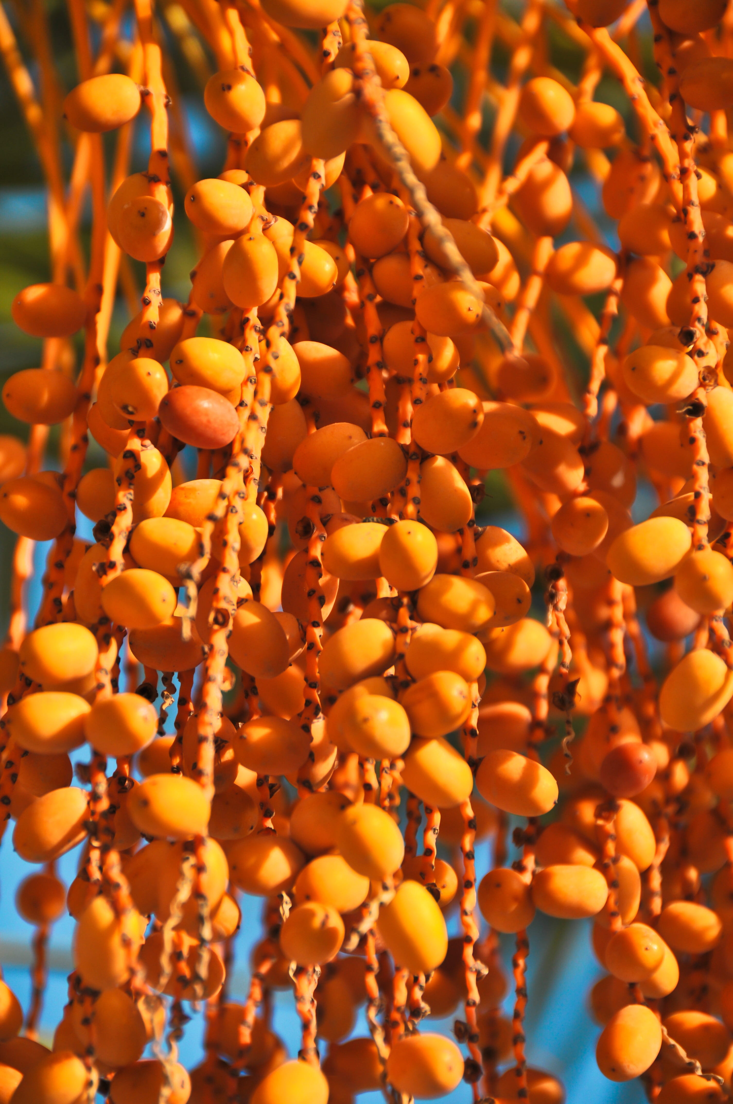 large group of objects, plant, nature, Palm Fruit, Orange, Tropical, temptation, food, healthy eating, close-up, day, pattern, yellow, food and drink, wellbeing, Phone HD Wallpaper