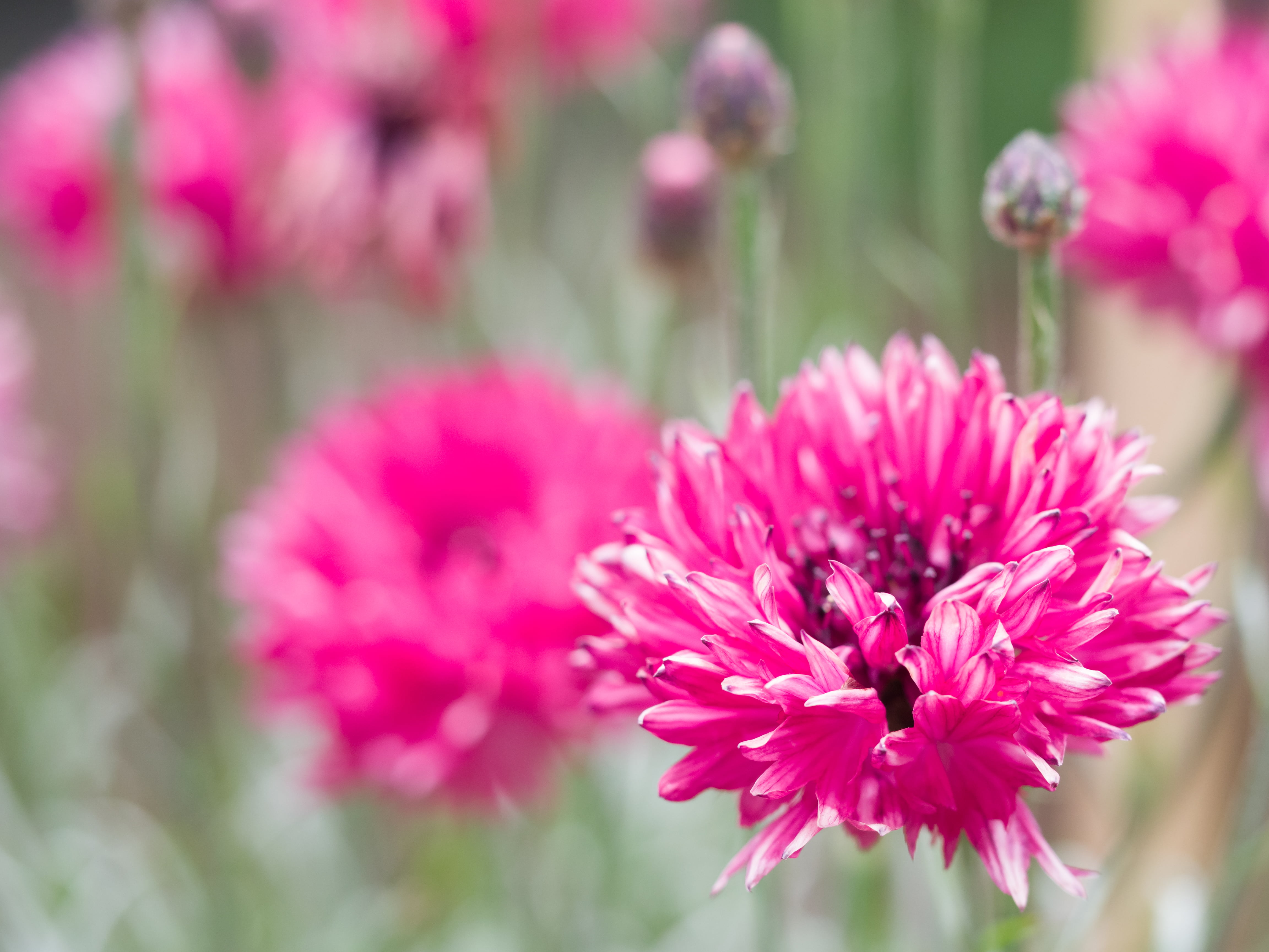 summer, plant, purple, flower Head, tilt, nature, Iceland, 4K, flora, photography, purple flower, akureyri, flower, petal, close-up, pink Color, macro, HD Wallpaper