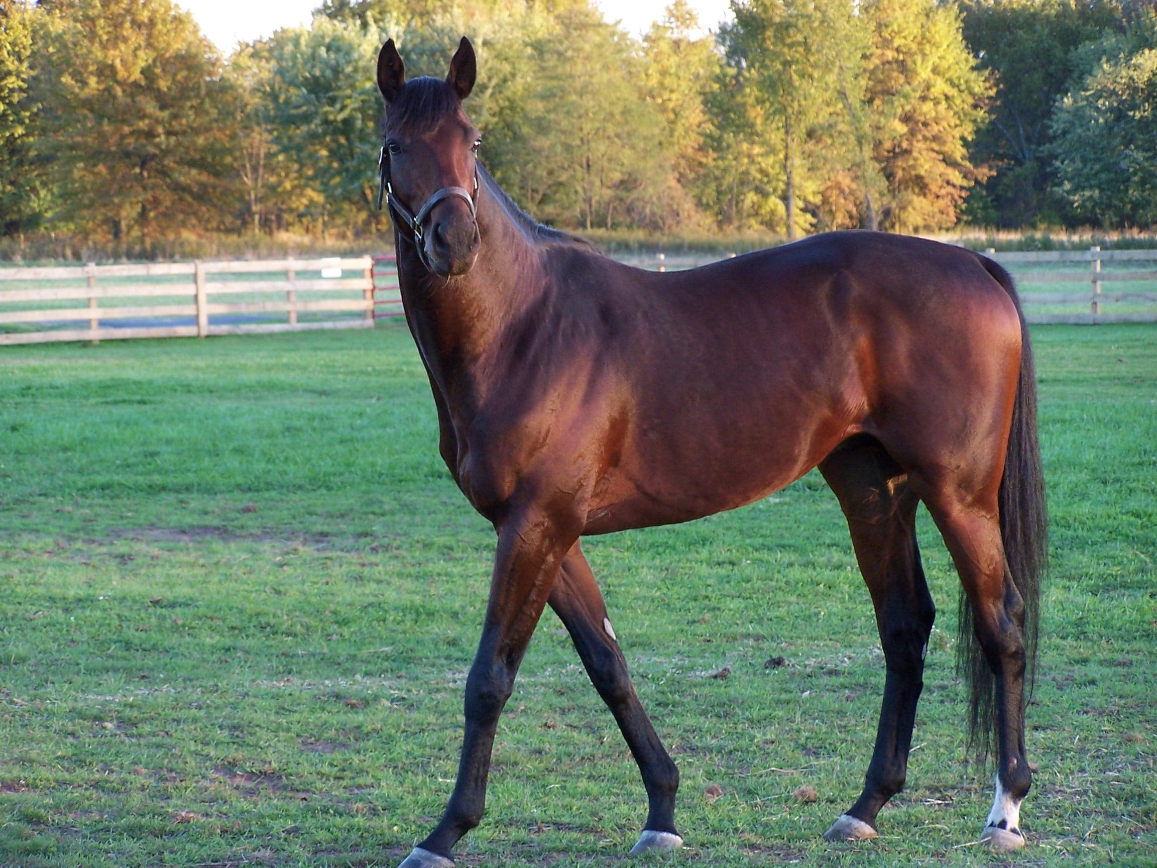 horse, bey, tb, looking, racehorse, animals, 1080P, thoroughbred, HD Wallpaper