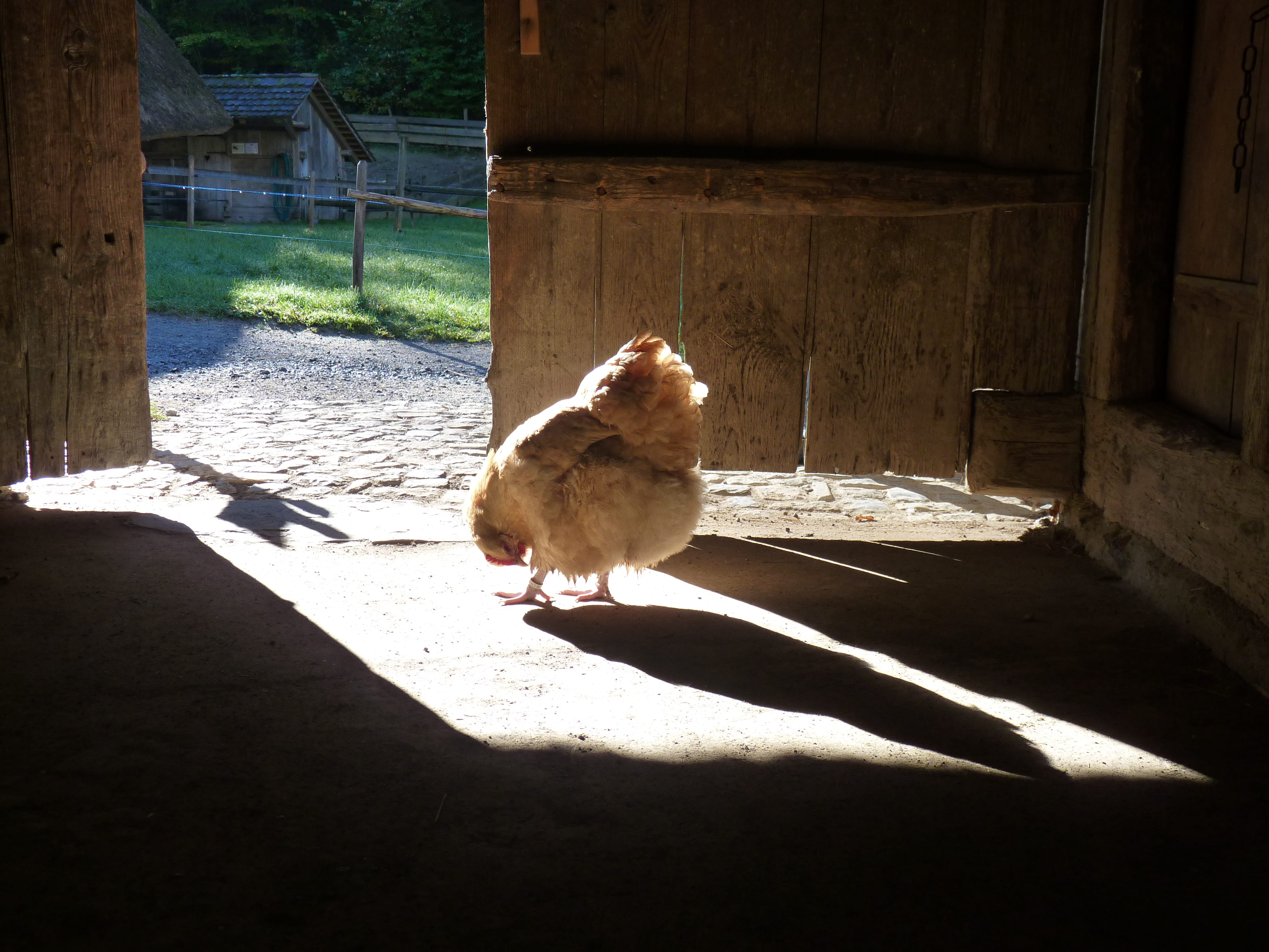 shadow, no people, barrier, outdoors, mammal, day, ballenberg, sunlight, boundary, domestic, 4K, livestock, hofstetten bei brienz, pets, animal themes, HD Wallpaper