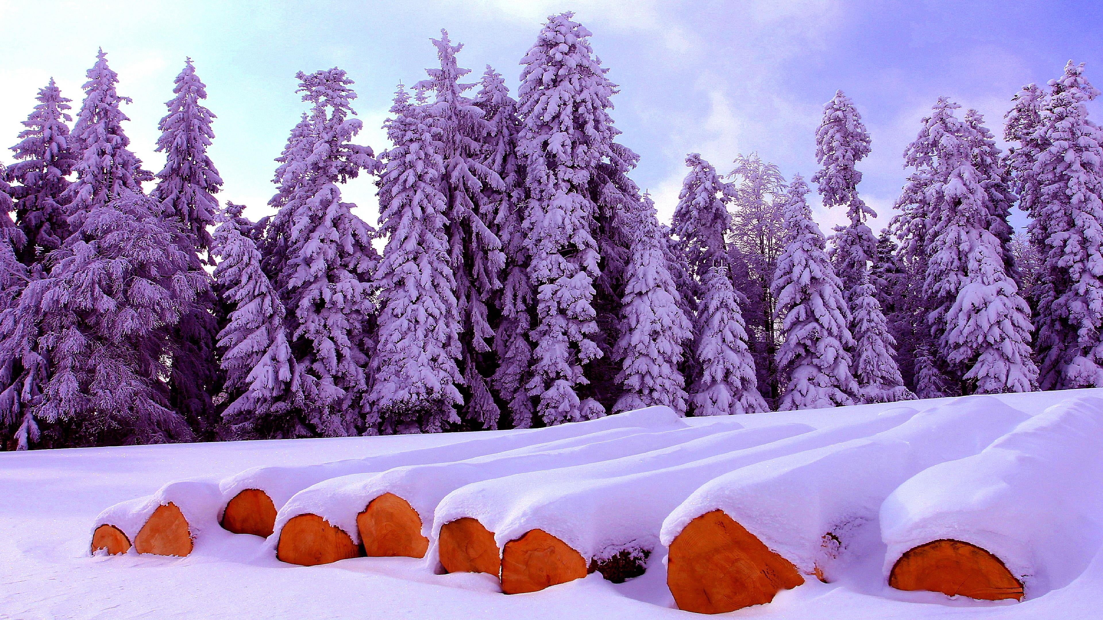pine tree, food and drink, outdoors, fir, firewood, environment, frost, winter, 4K, hergiswil bei willisau, pine woodland, food, coniferous tree, landscape, HD Wallpaper