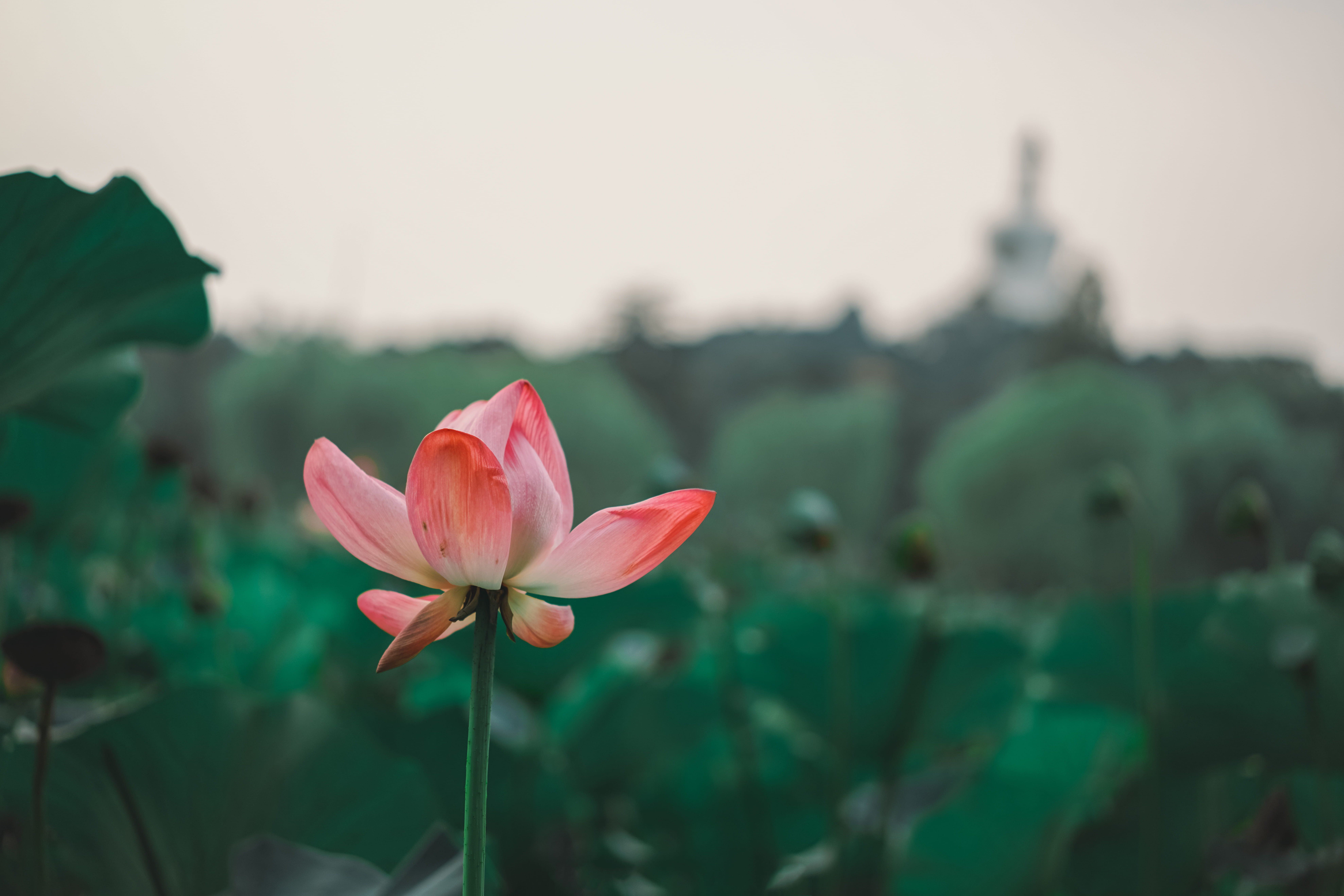 beihai park, plant, growth, 8K, inflorescence, lotus, flower head, outdoors, vulnerability, close-up, plant stem, pink color, sky, day, petal, bei hai gong yuan, HD Wallpaper