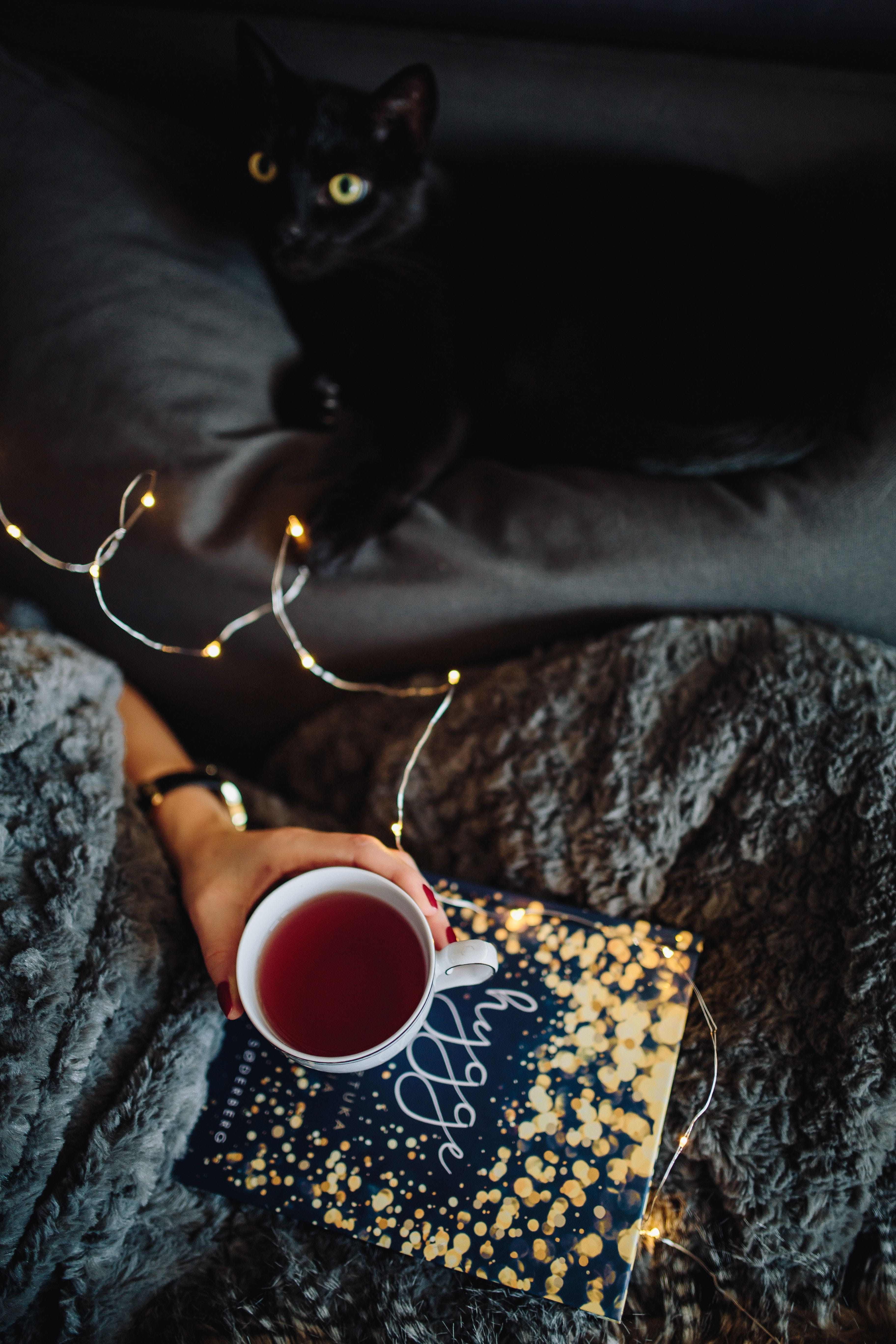 reading, mug, home, indoor, drink, coffee - Drink, animal themes, book, bed, animal, young, coffee, drinking, food and drink, at home, high angle view, Phone HD Wallpaper