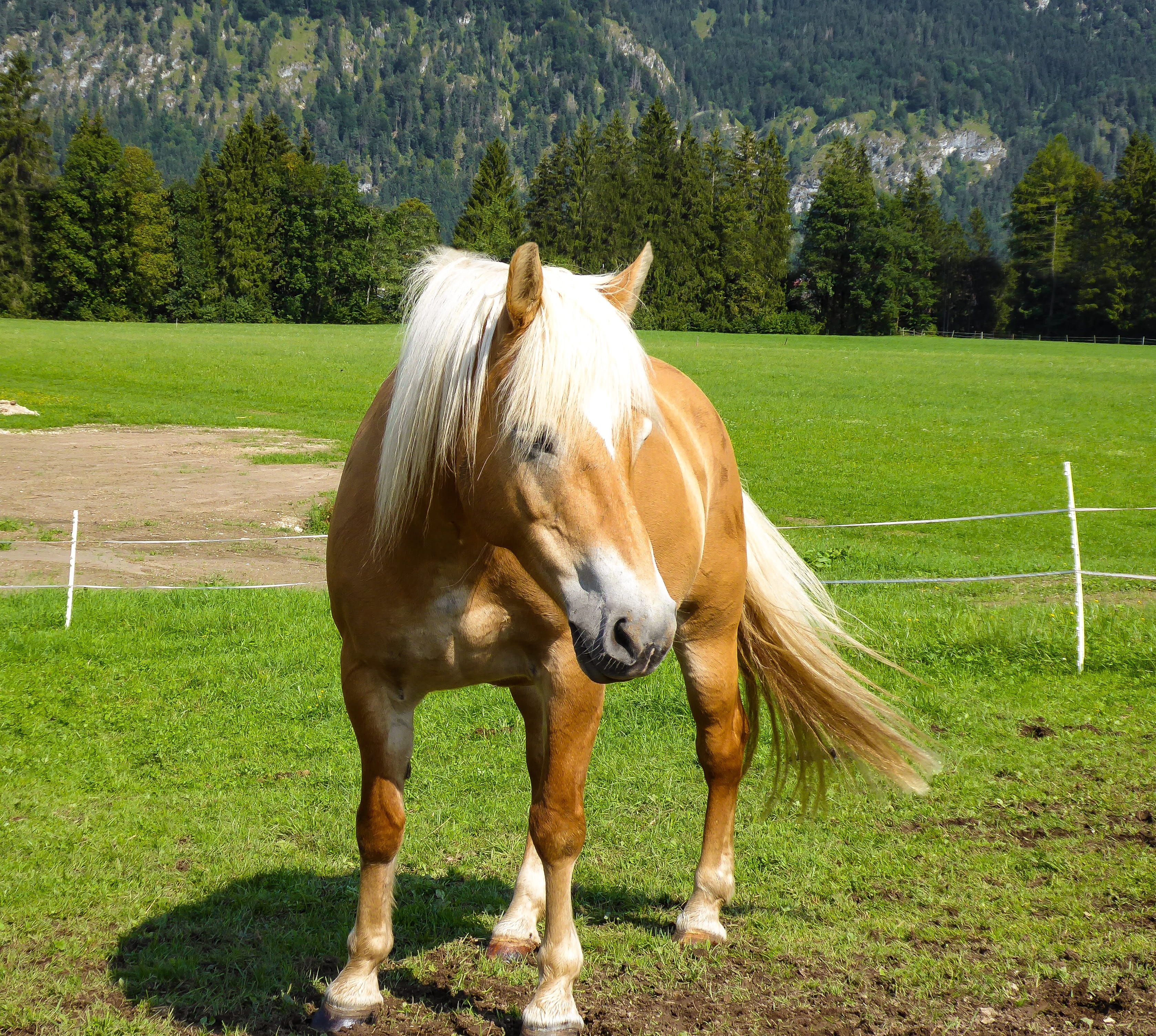 day, domestic, farm, mammal, vertebrate, green color, coupling, animal, animal themes, no people, land, one animal, pets, outdoors, horse, tree, 2K, livestock, HD Wallpaper