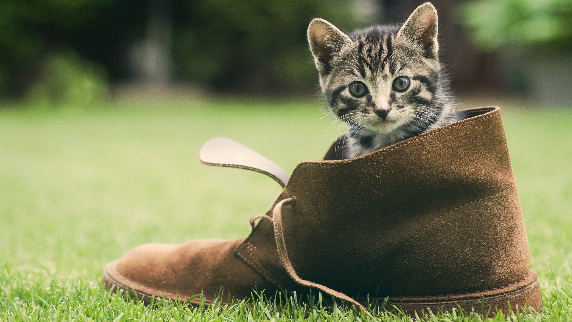 unpaired, kitten, brown, boot, 1080P, hd, shoe, animals, grass, cat, HD Wallpaper