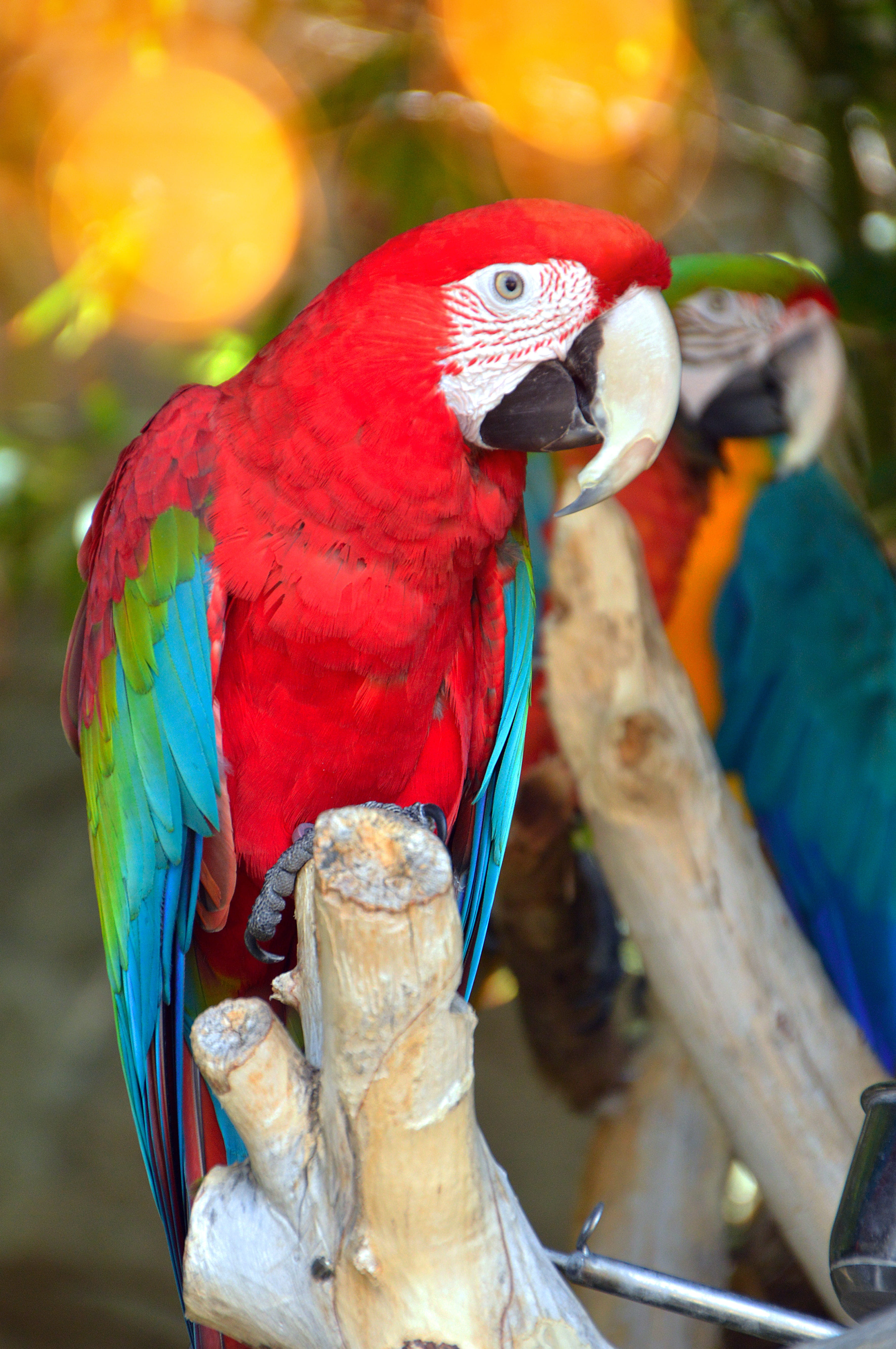 wild world, animals in the wild, tropic, lively, animal themes, wing, 5K, bird flu, animal wildlife, wild, perching, wingtip toys, no people, Phone HD Wallpaper