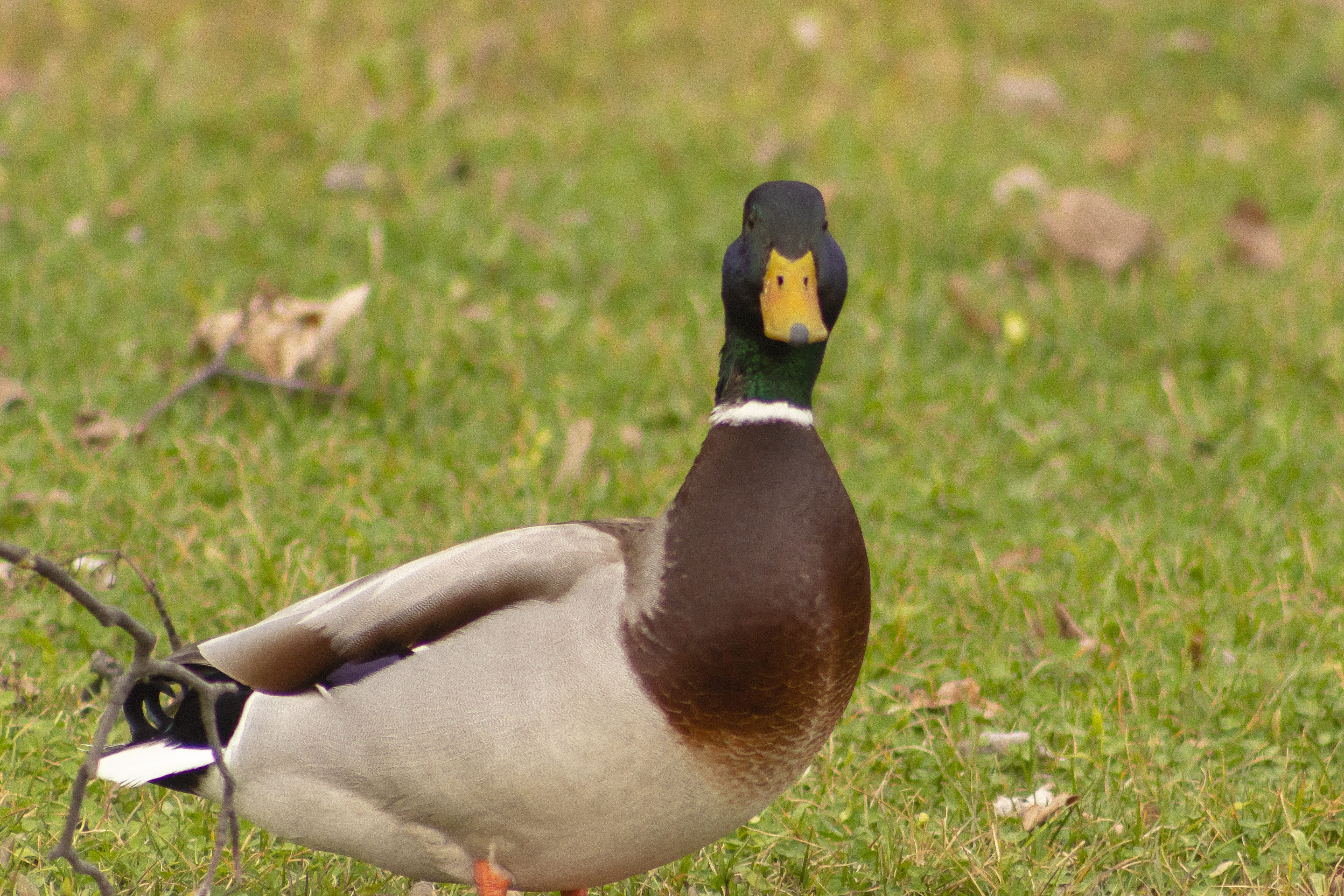 land, mallard duck, natural, wild ducks, no people, teal, poultry, full length, grass, field, duck, lake balaton, waterfowl, water, lake, close-up, head, HD Wallpaper
