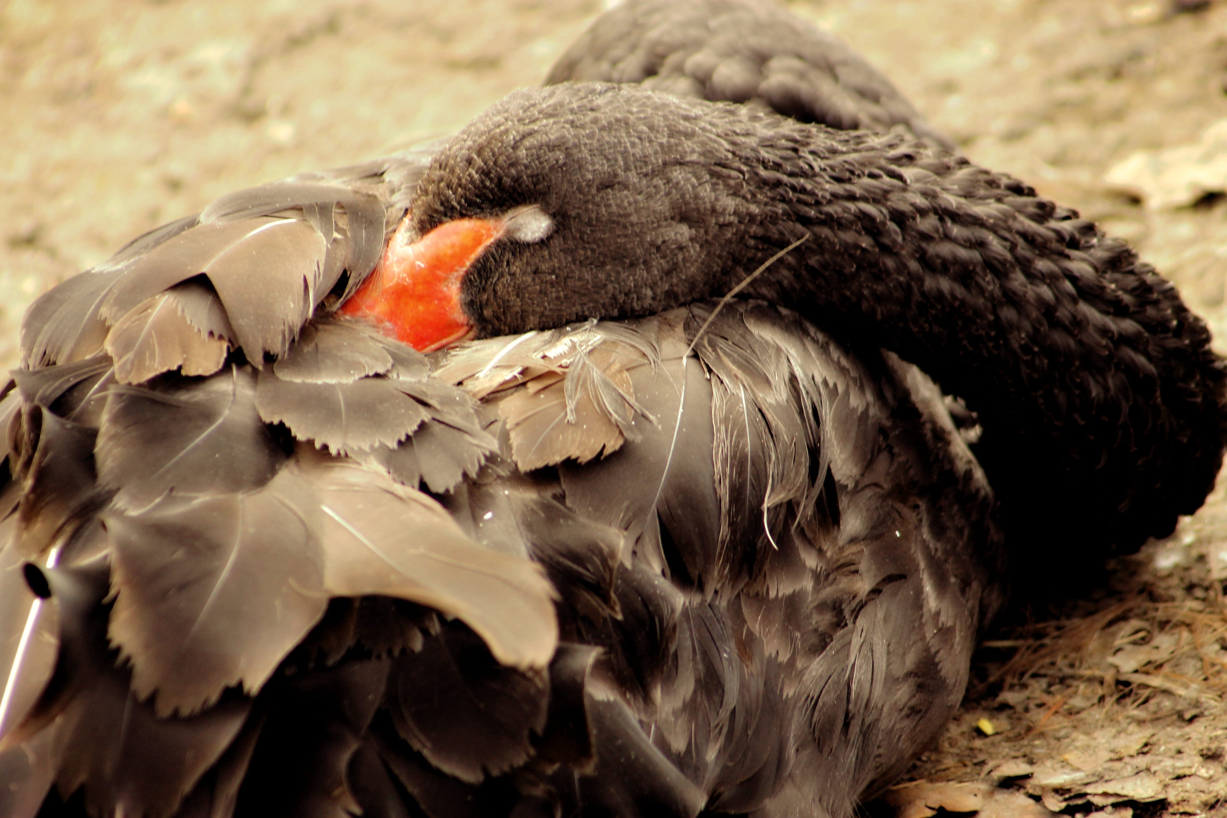 black swan, beak, animal wildlife, close-up, animals in the wild, nature, animal themes, vertebrate, feather, no people, animal body part, relax, black color, HD Wallpaper