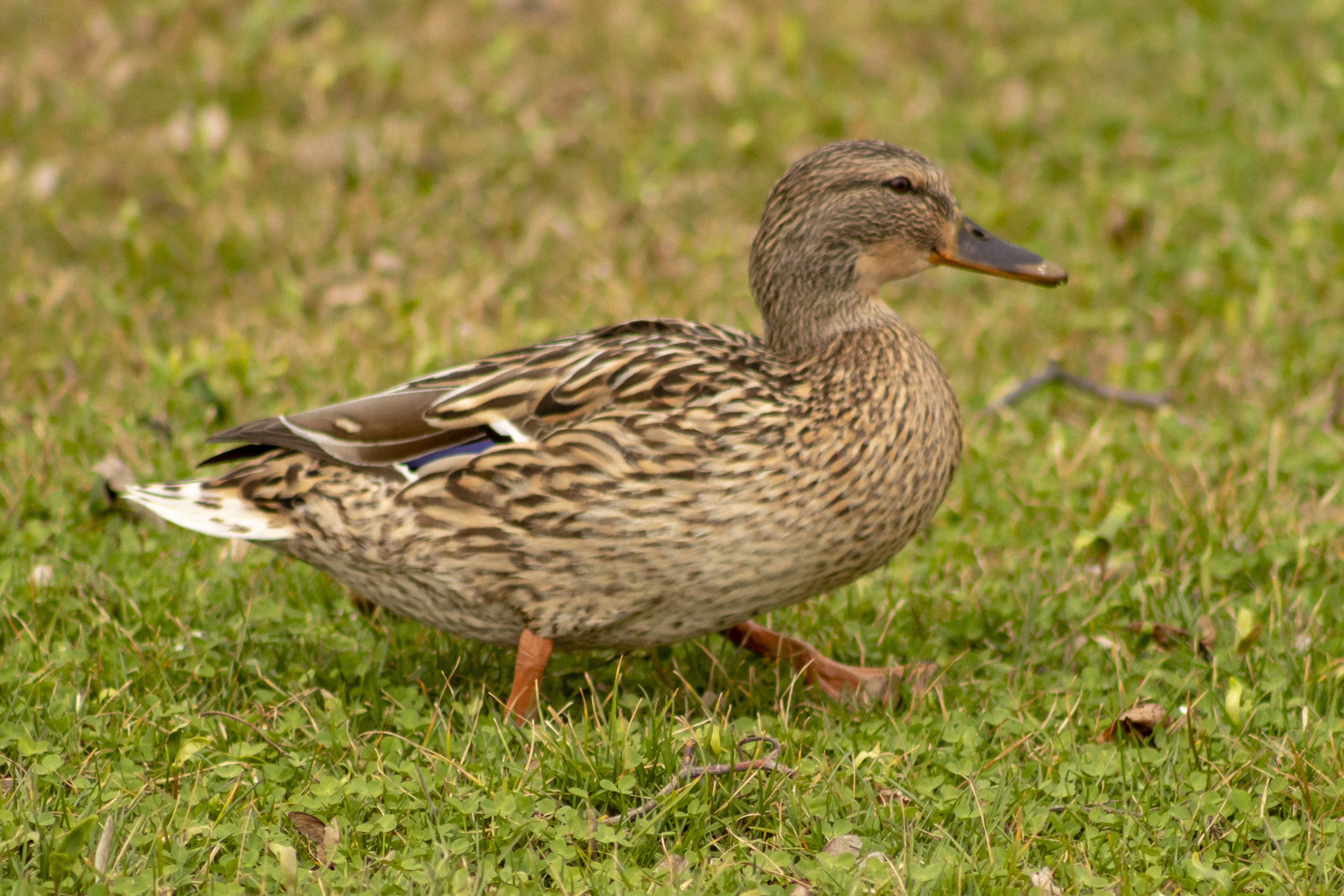 lake, animals in the wild, poultry, 5K, bird, day, water, female animal, wingtip toys, animal themes, mallard duck, animal, wild world, no people, one animal, HD Wallpaper