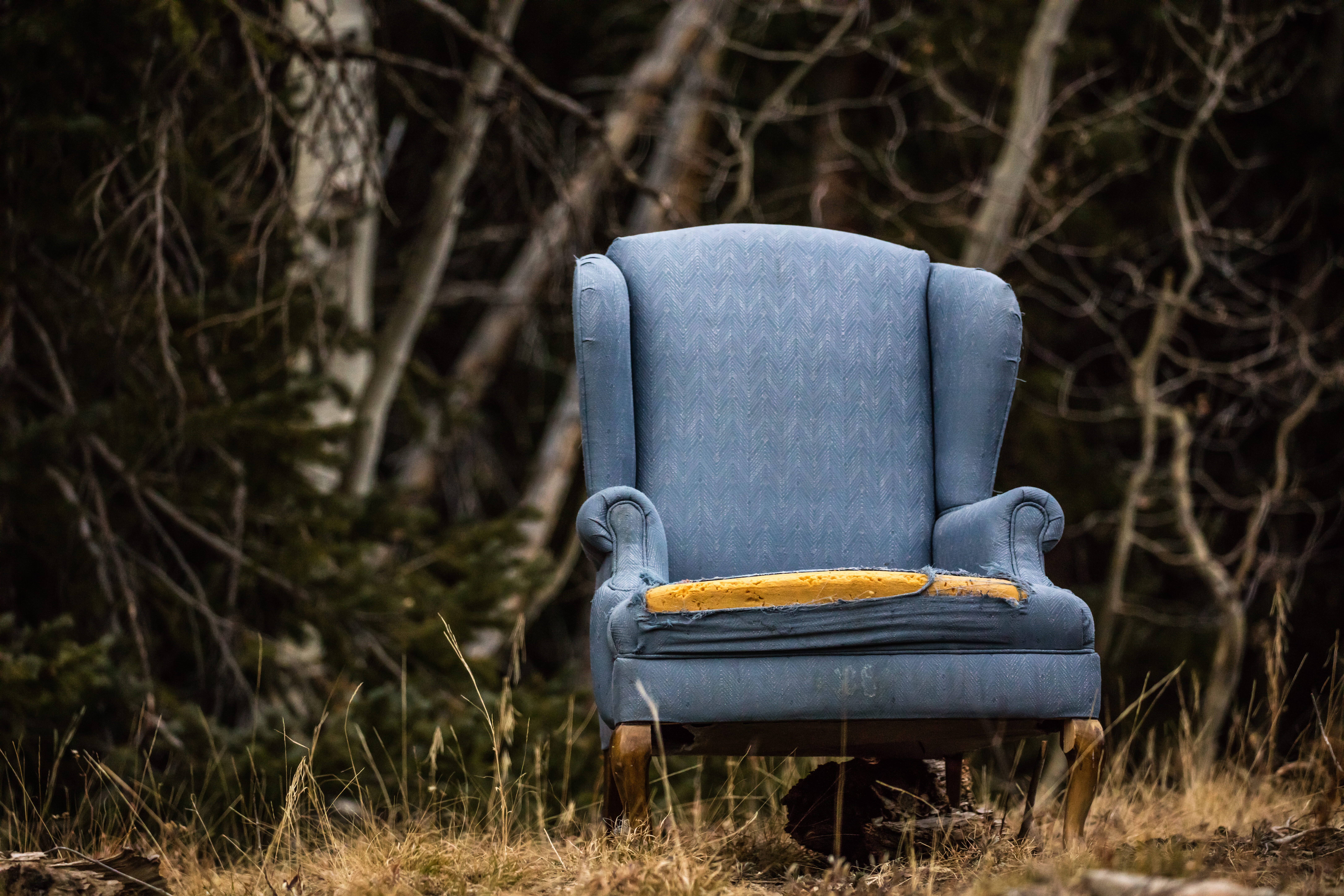tree, macro, food, abandoned, woodland, plant, outdoors, food and drink, gray, wood - material, shot, ripped, wingtip, field, trees, seat, day, padded, HD Wallpaper