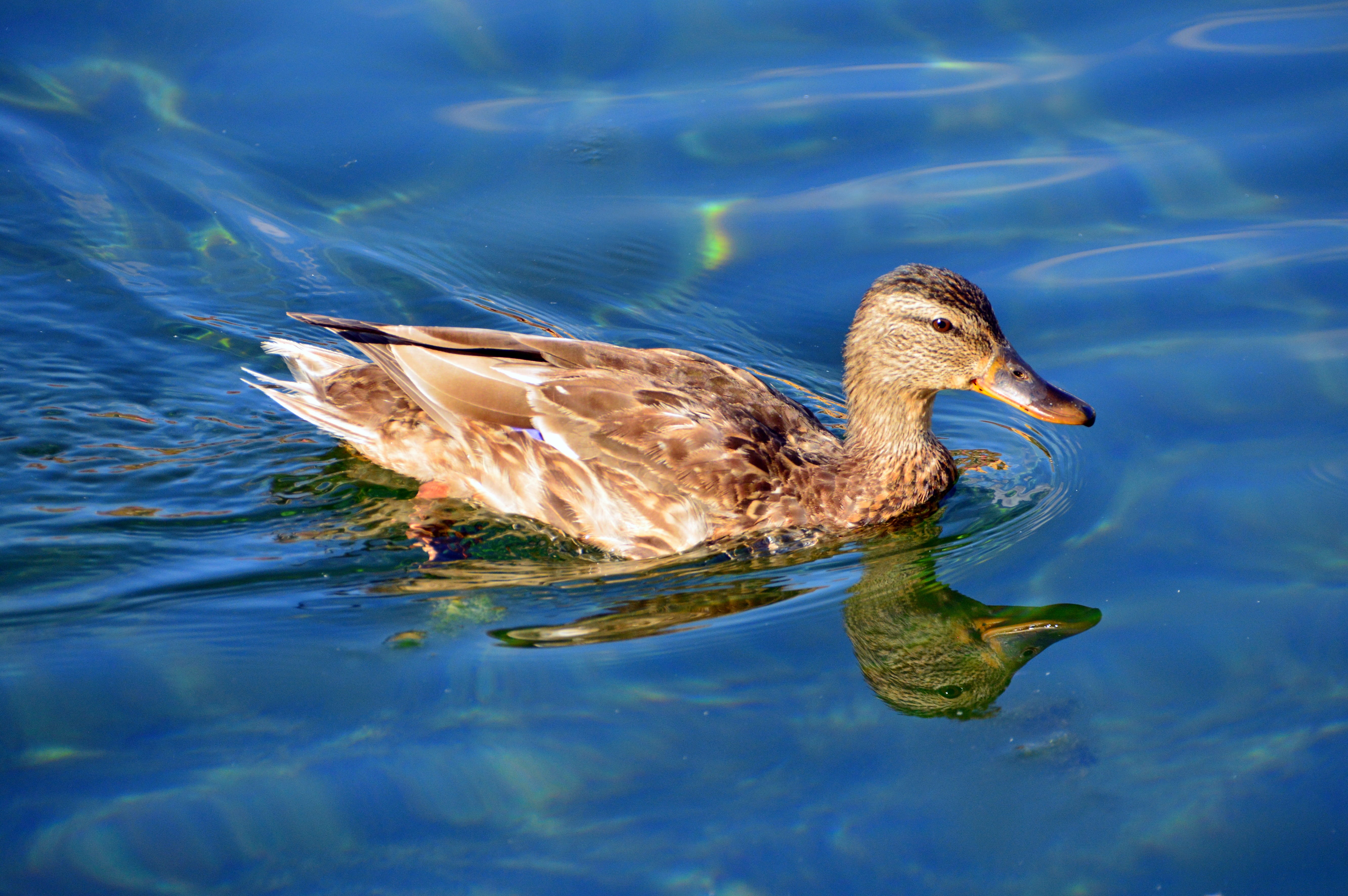 animal wildlife, day, swimming, water bird, floating on water, side view, nature, vertebrate, animal themes, wingtip toys, color, waterfowl, feather, lake, HD Wallpaper