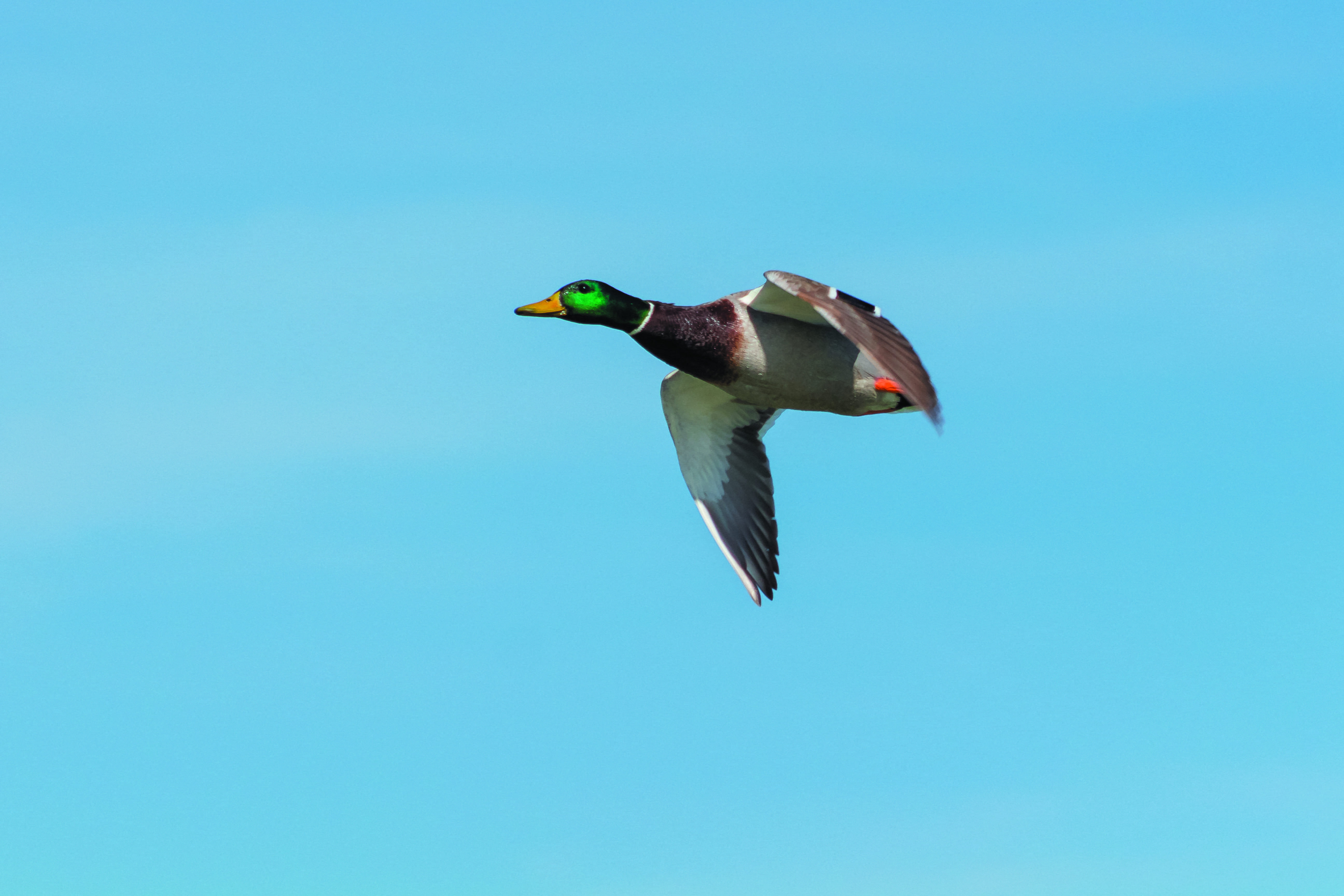5K, mid-air, one animal, wild ducks, no people, animal themes, animal, mallard duck, side view, spread wings, motion, waterfowl, head, teal, animals in the wild, HD Wallpaper
