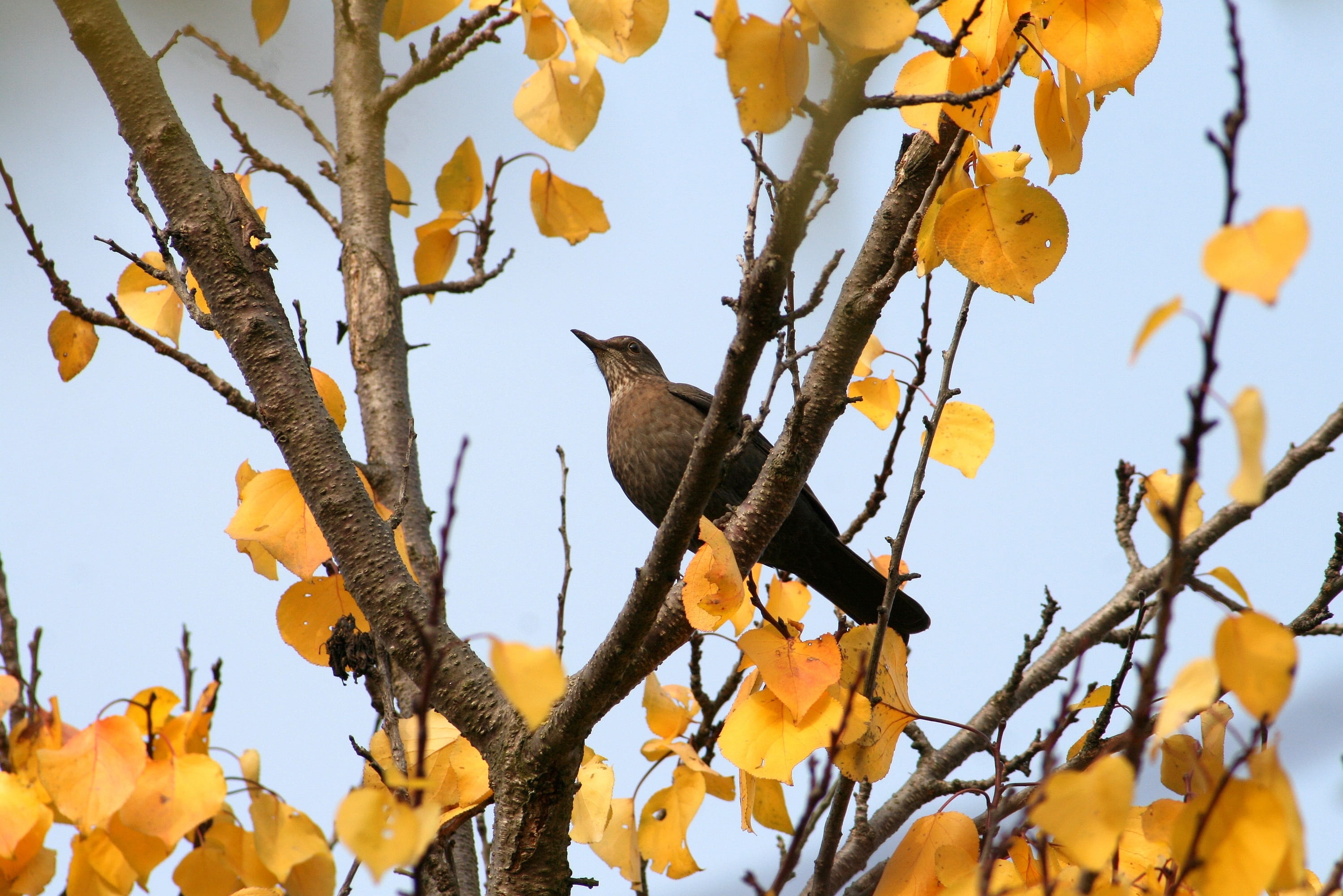 natural, garden, forest, eagle, thrush, tree, leaf, 2K, wild world, branch, plant, clear sky, animal wildlife, change, outdoors, bare tree, day, beak, HD Wallpaper