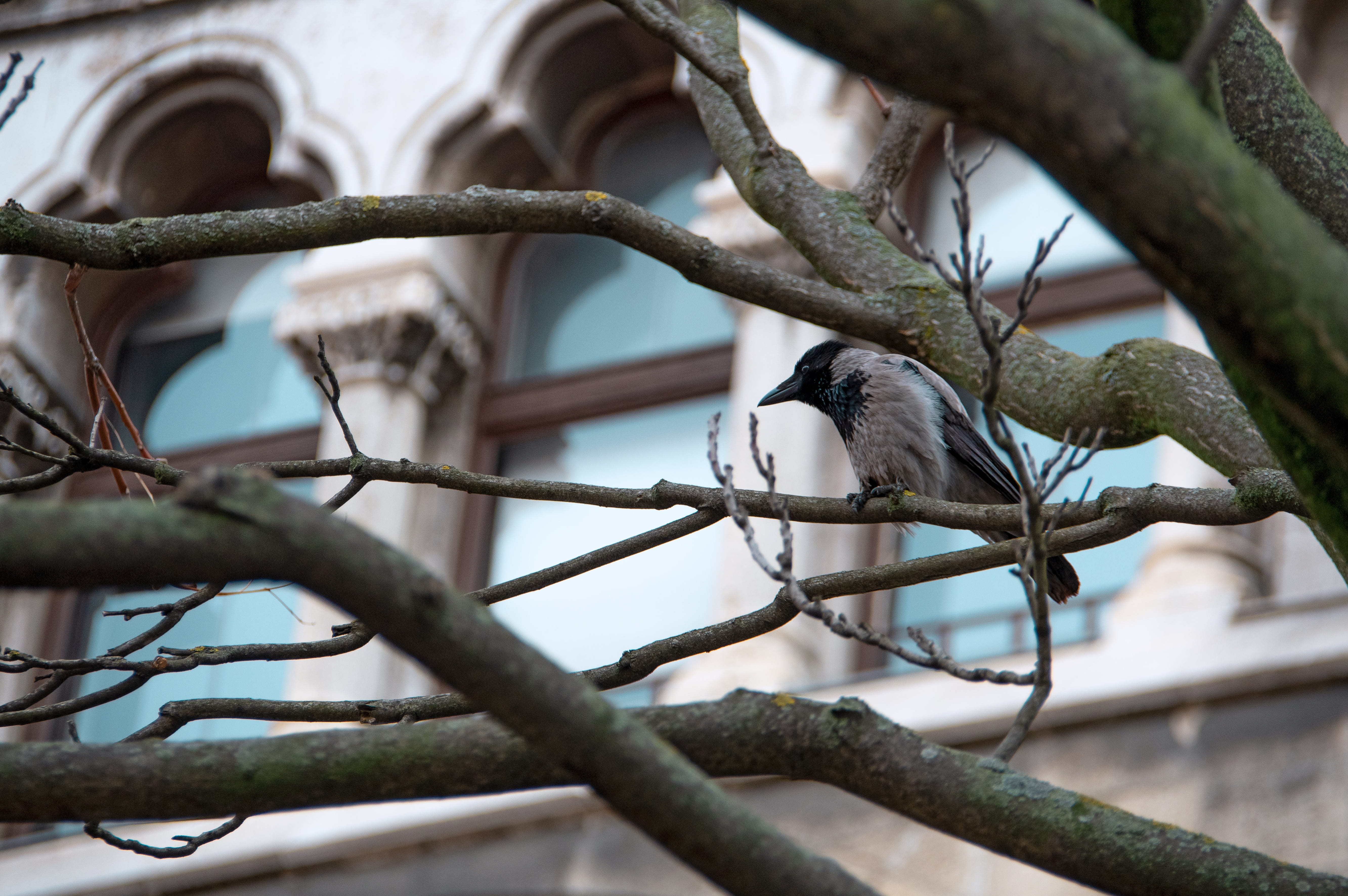 branch, perching, no people, focus on foreground, feather, selective focus, vertebrate, bird, day, one animal, buda castle, outdoors, still life, plant, HD Wallpaper