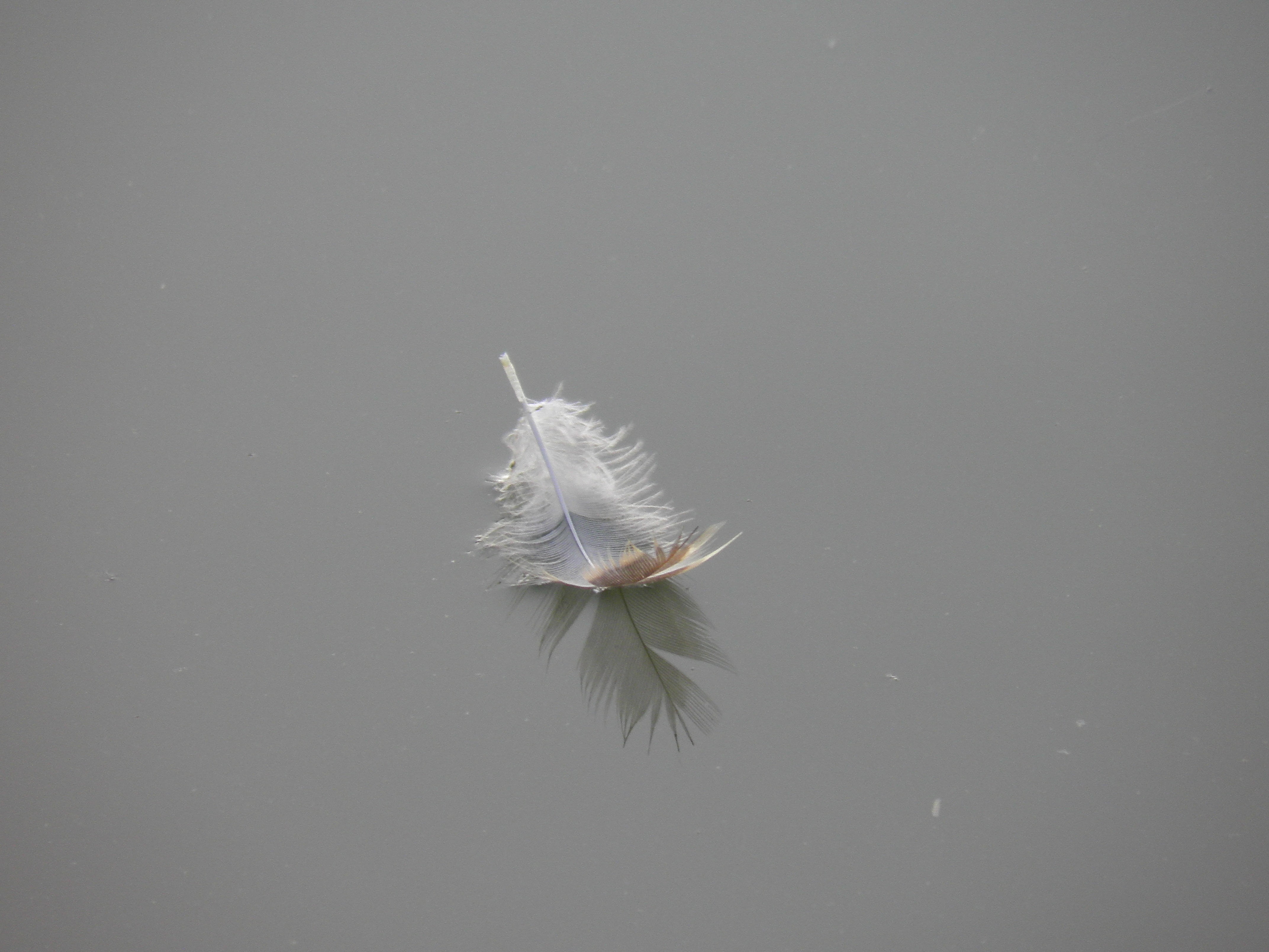 studio shot, pen, reflection, nature, water, copy space, flying, birds, feather, animal, day, close-up, dandelion seed, fluffy, wingtip toys, no people, HD Wallpaper