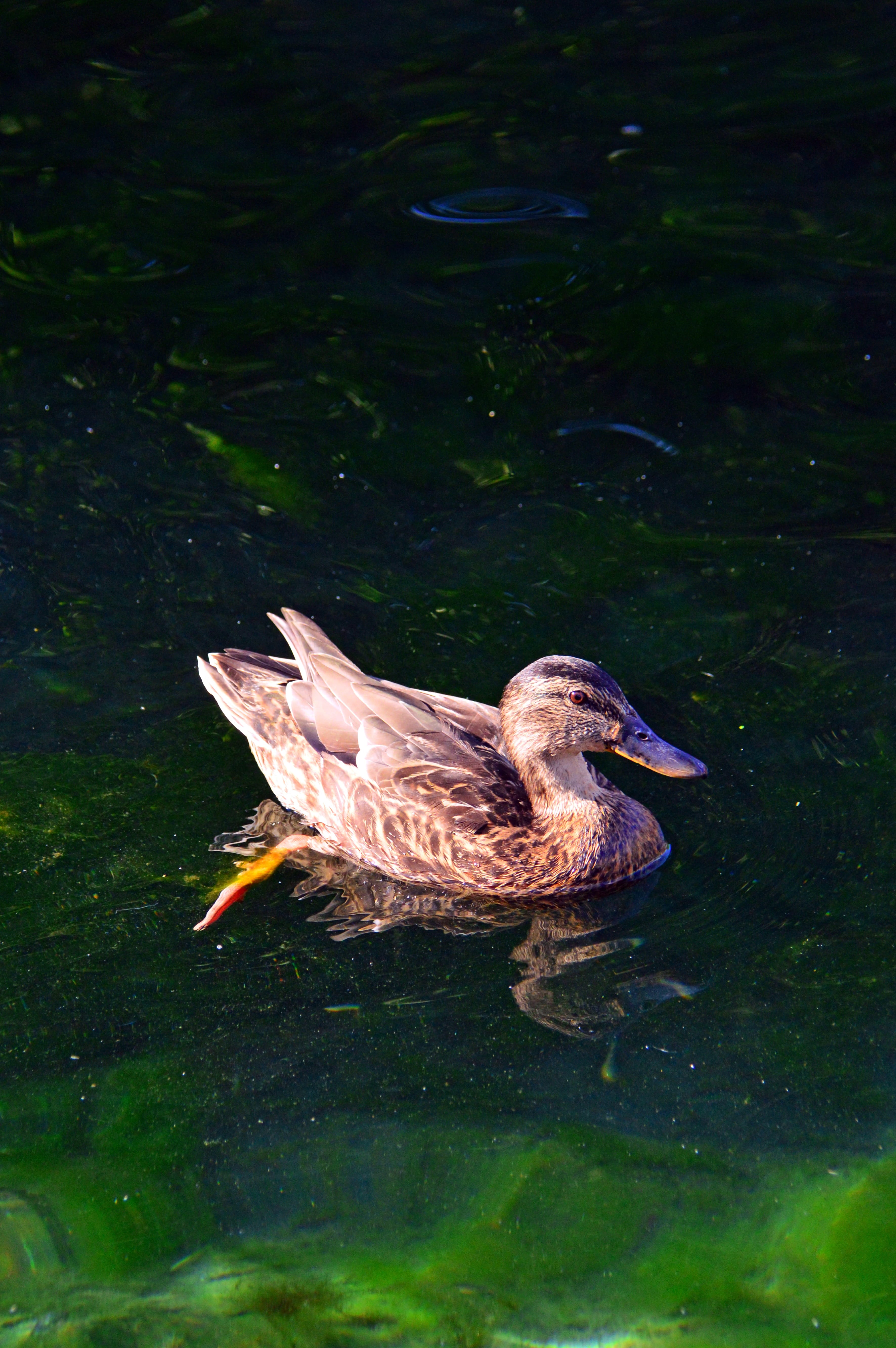 duck, animal themes, high angle view, birds, lake green, water bird, lake, feather, day, fauna, waterfront, bird, outdoors, waterfowl, 5K, animal wildlife, Phone HD Wallpaper