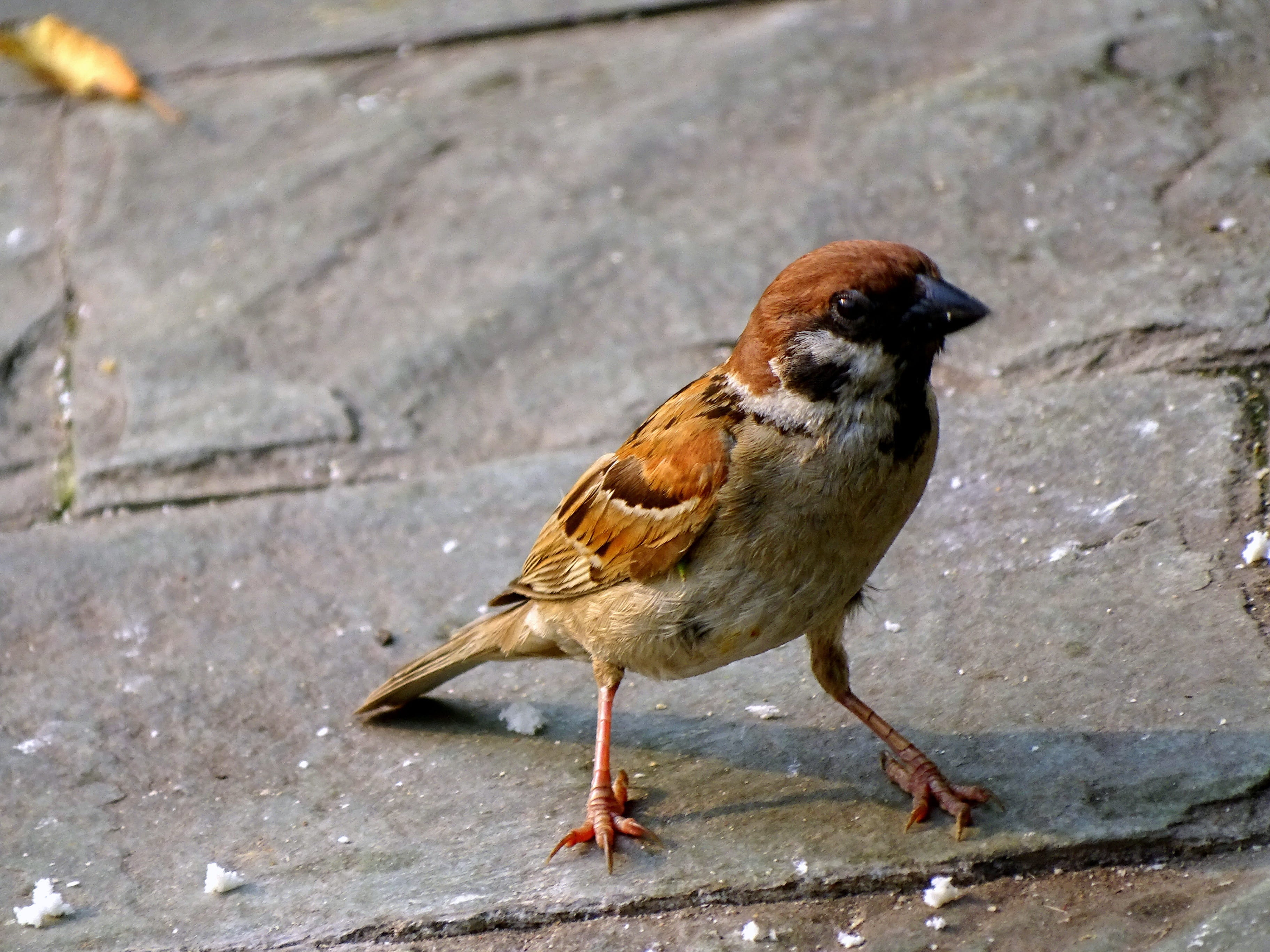 zoology, day, animals in the wild, nature, brown, sparrow, wingtip toys, no people, sperling, mood, looking, outdoors, animal themes, full length, close-up, HD Wallpaper