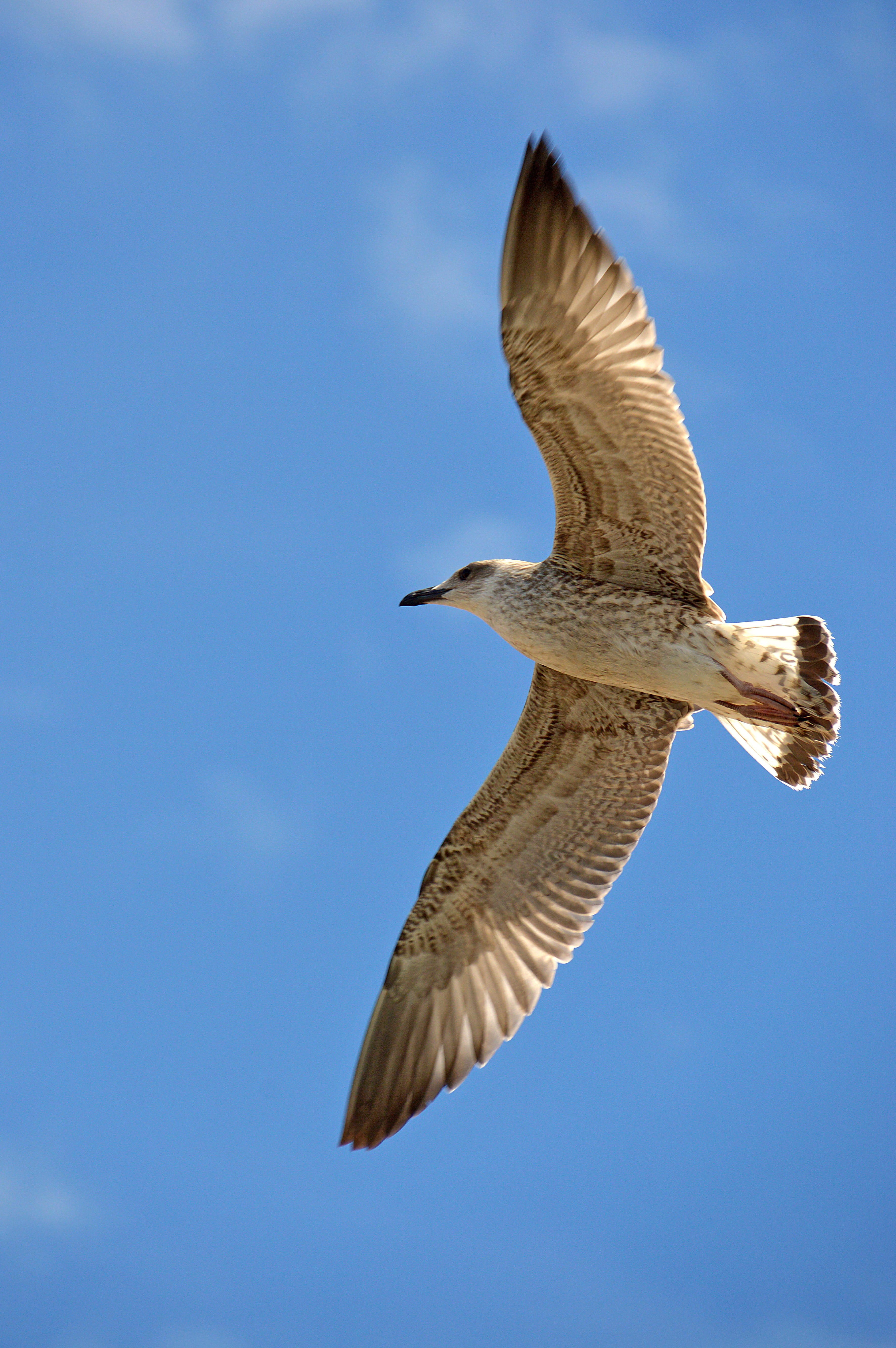 wingtip toys, venice, clear sky, outdoors, seagull, no people, bird, freedom, blue, sea gull, mid-air, spread wings, summer, sea, nature, beak, water, low angle view, Phone HD Wallpaper