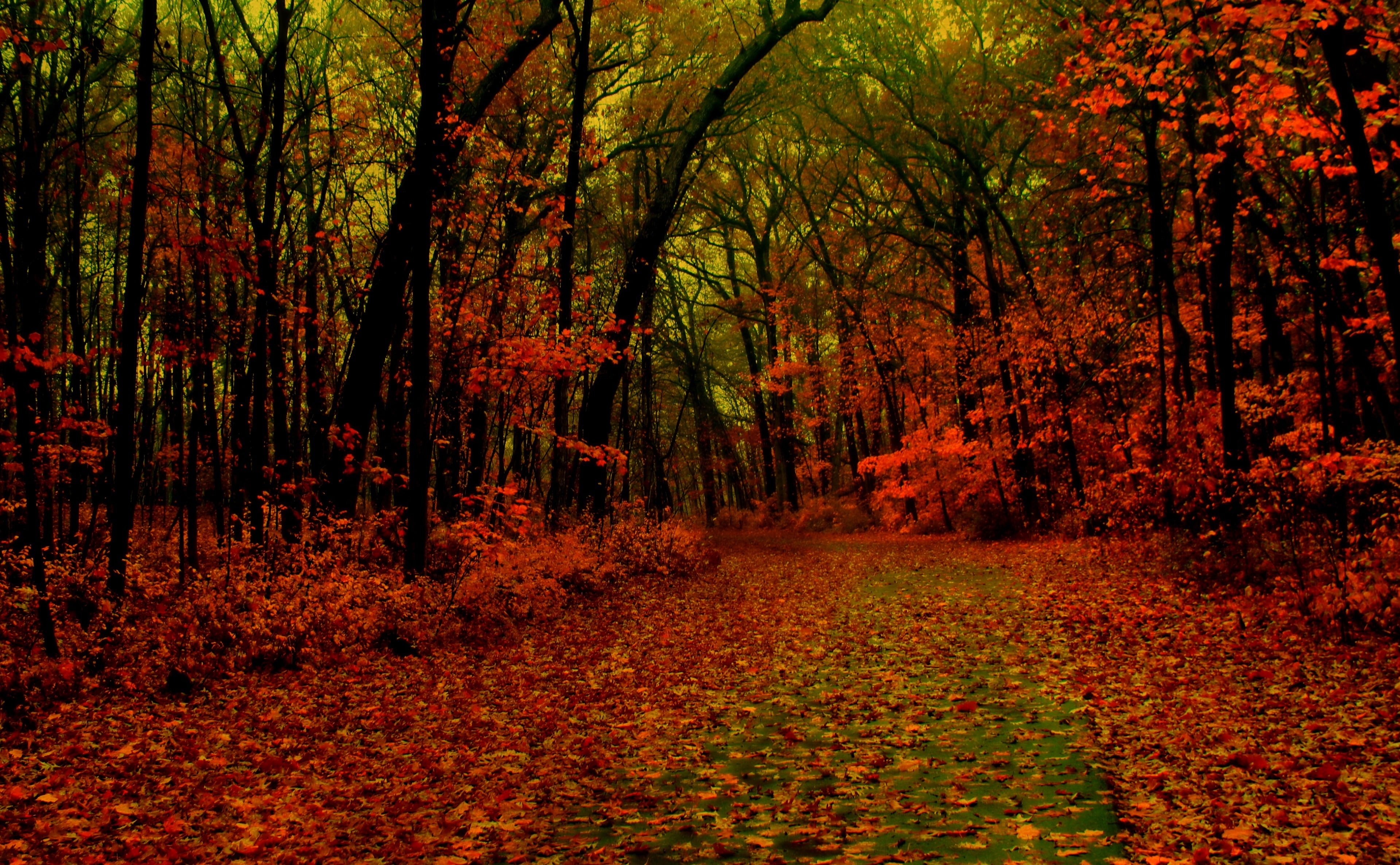 Greenfield Park, land, tranquil scene, woodland, change, outdoors, plant, Fall, beauty in nature, Milwaukee, nature, footpath, landscape, dried, HD Wallpaper