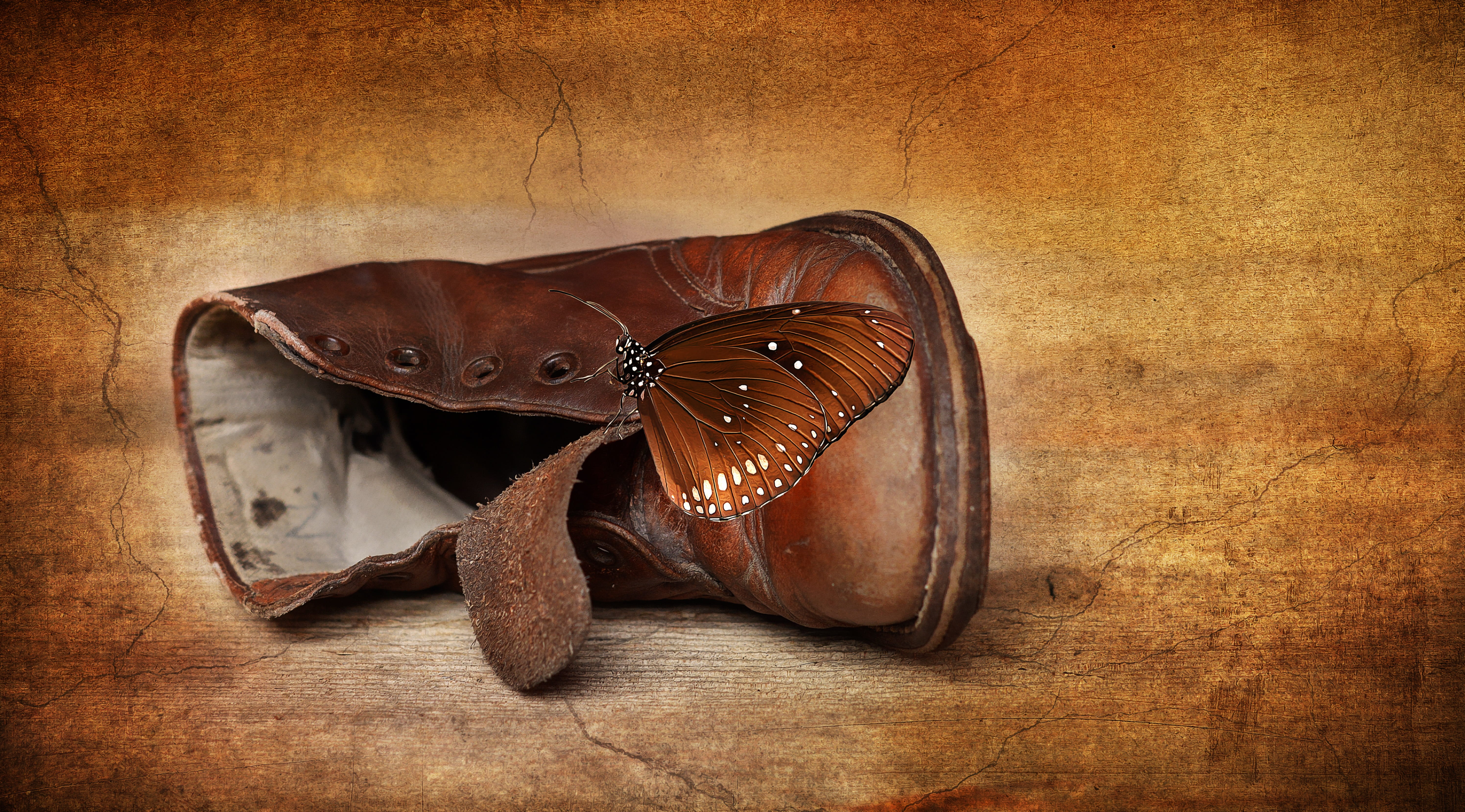 directly above, 5K, unpaired, pair, moth butterfly, wood - material, no people, close, moth, single object, shoe, digital painting, leather shoe, brown, HD Wallpaper