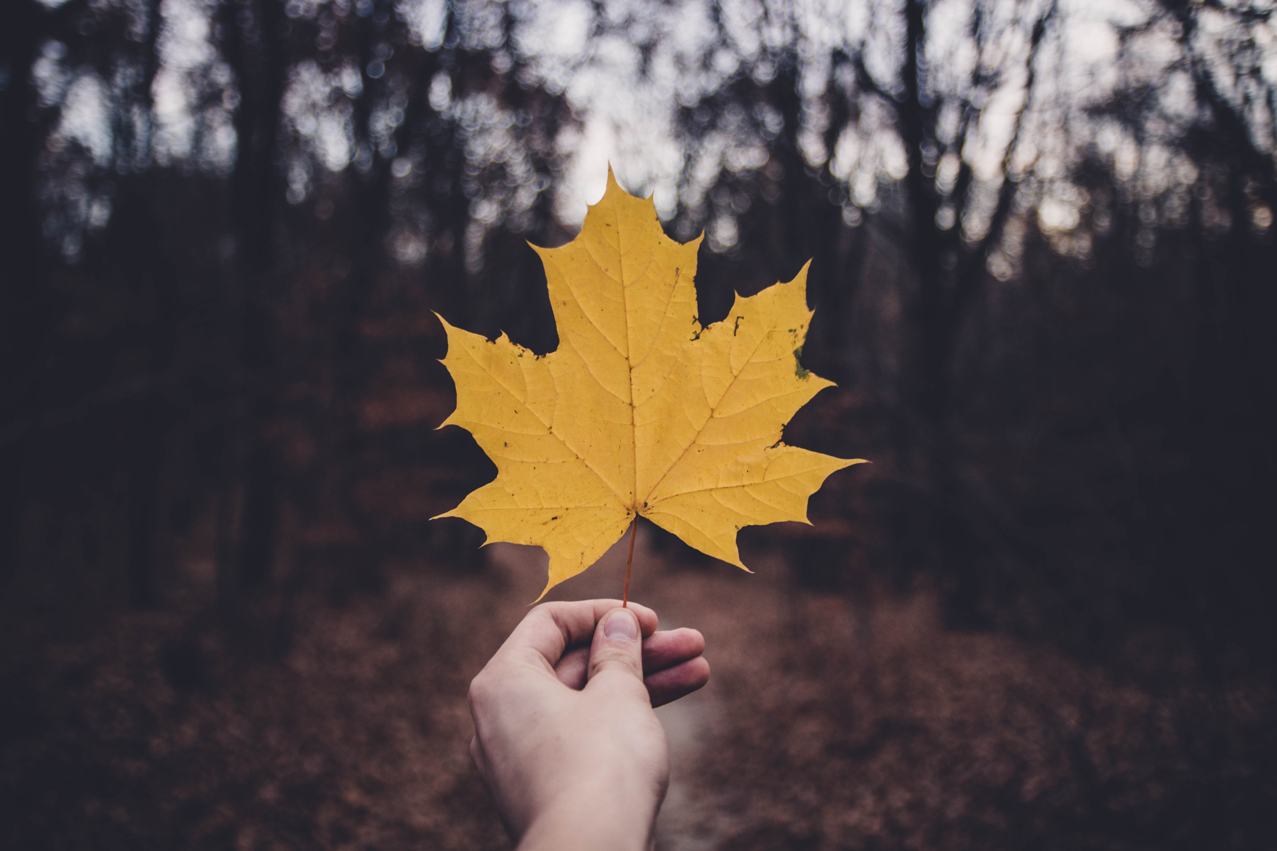 unrecognizable person, trees, bright, autumn, maple, finger, low, 5K, outdoors, descending, leaf, plant, plant part, environment, flora, change, holding, HD Wallpaper