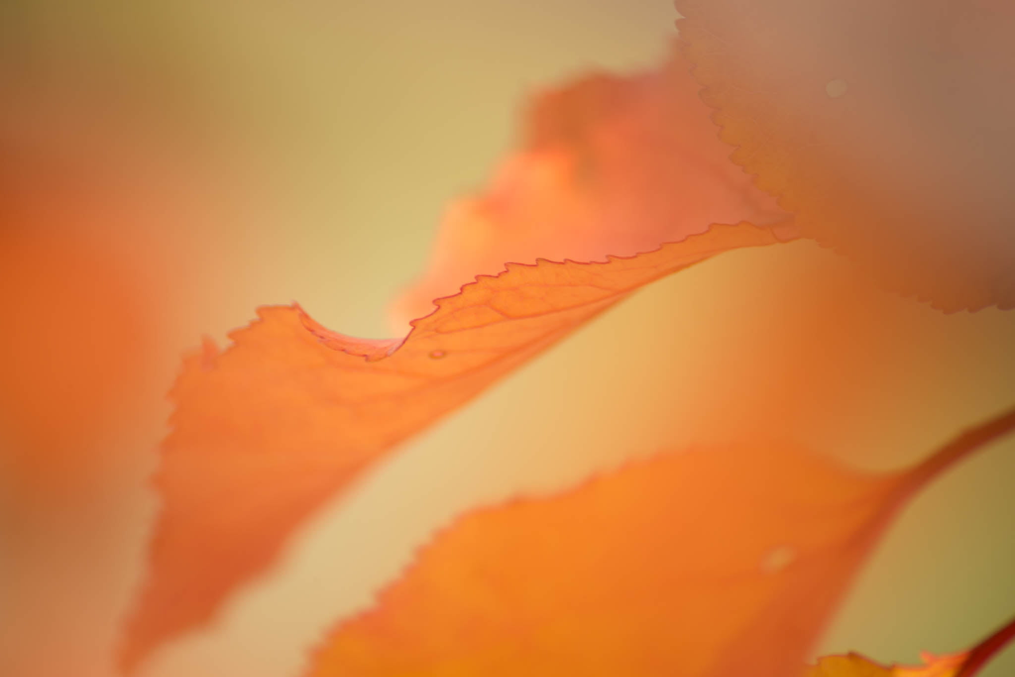 plant, macro, photography, plante, nikon  D610, saison, maple leaf, beauty In Nature, close-up photography, backgrounds, nature, natur, close, fall, Précision, HD Wallpaper