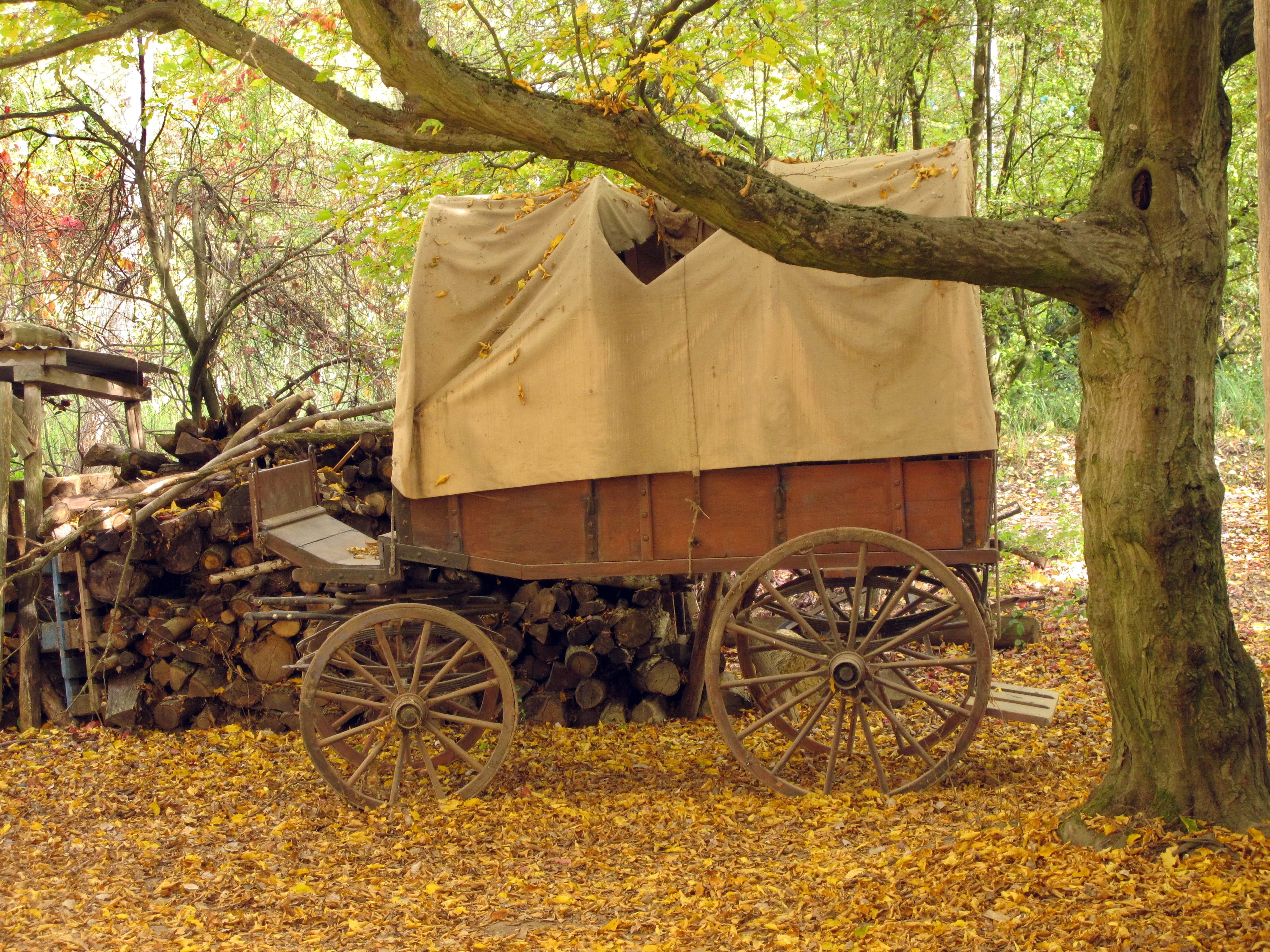 team, field, old coach, transportation, western, nostalgia, tree trunk, horse drawn carriage, land vehicle, wagon, horse cart, historically, rural scene, HD Wallpaper