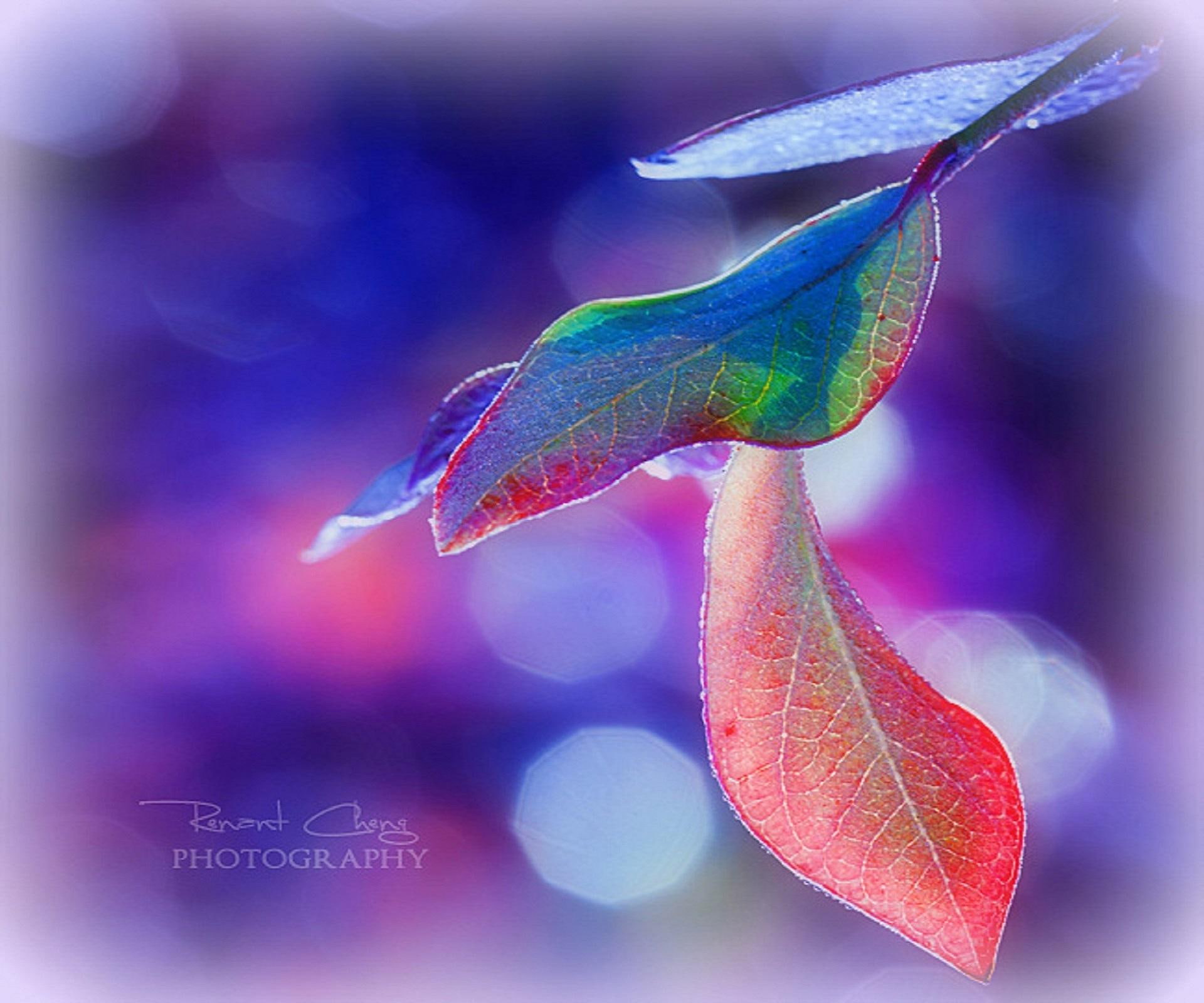 peaceful, saturday, softness-beauty, trees, autumn, seasons, beautiful, creative-pre--made, fall, colors, lovely, leaves, plants, 1080P, HD Wallpaper
