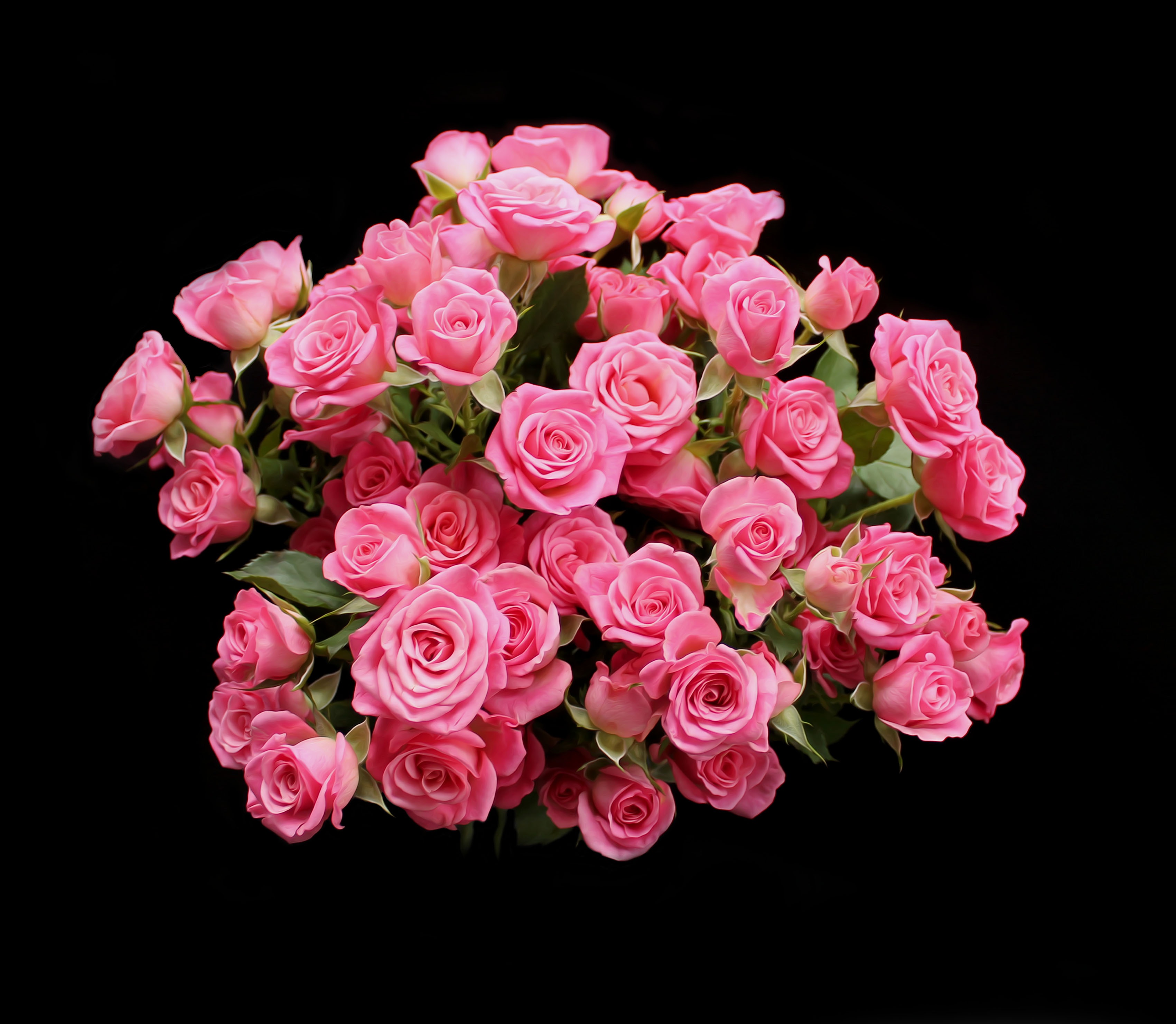 pink saturday, plant, no people, flowers, red, studio shot, indoors, beauty in nature, flower arrangement, bouquet, flower, pink Color, rose, backgrounds, HD Wallpaper