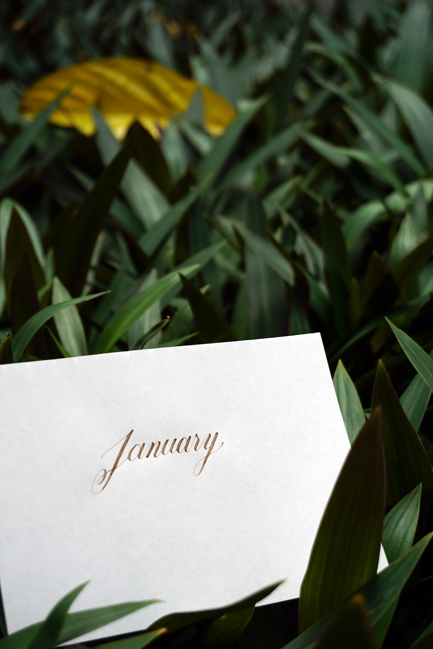 information, focus on foreground, indonesia, text, blank, typography, calligraphy, lettering, kedasi co-working space, flower, western script, no people, Phone HD Wallpaper