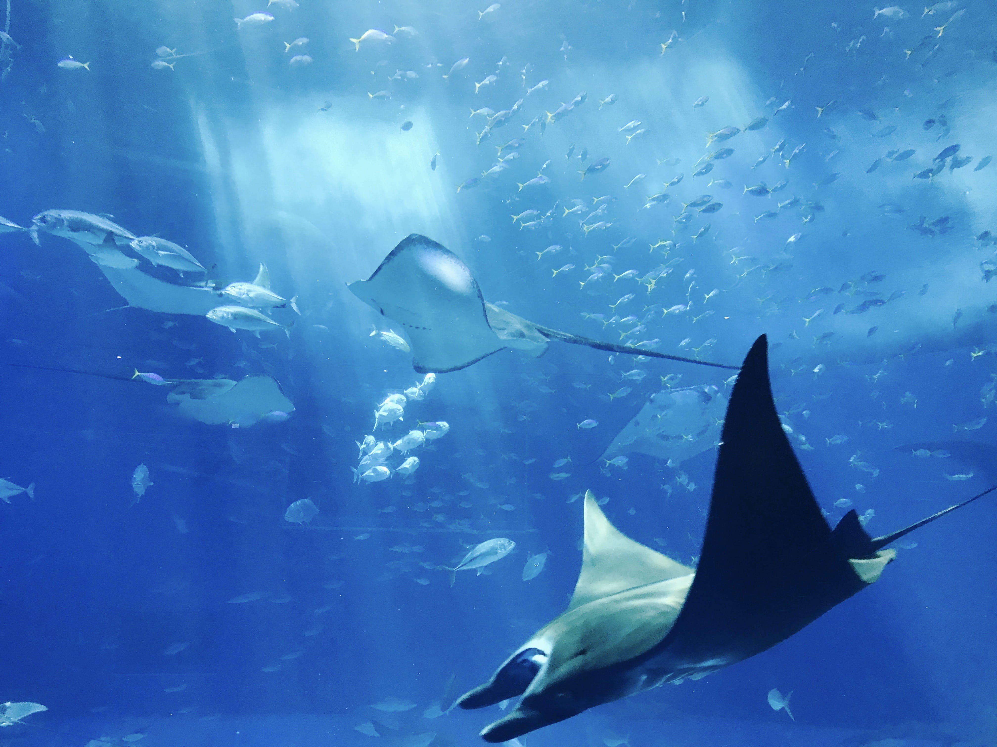 group of animals, aquatic, marine life, deep, no people, gray, underwater, swimming, undersea, stingray, wildlife, animal themes, animals, animals in the wild, HD Wallpaper