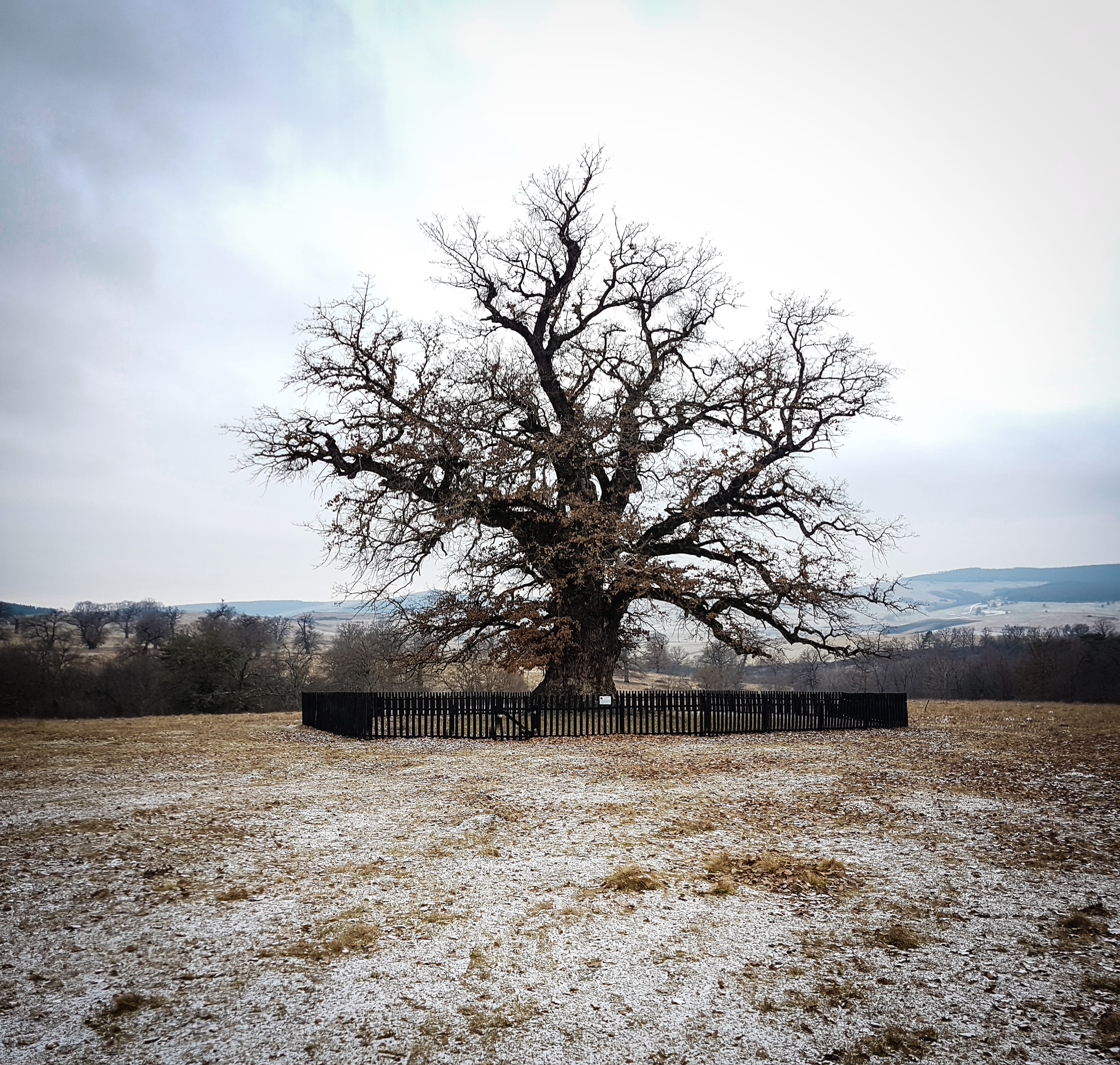 no people, scenery, built structure, building exterior, cloudy skies, branch, tranquil scene, black, bare tree, scenic, mobilechallenge, outdoors, light, HD Wallpaper
