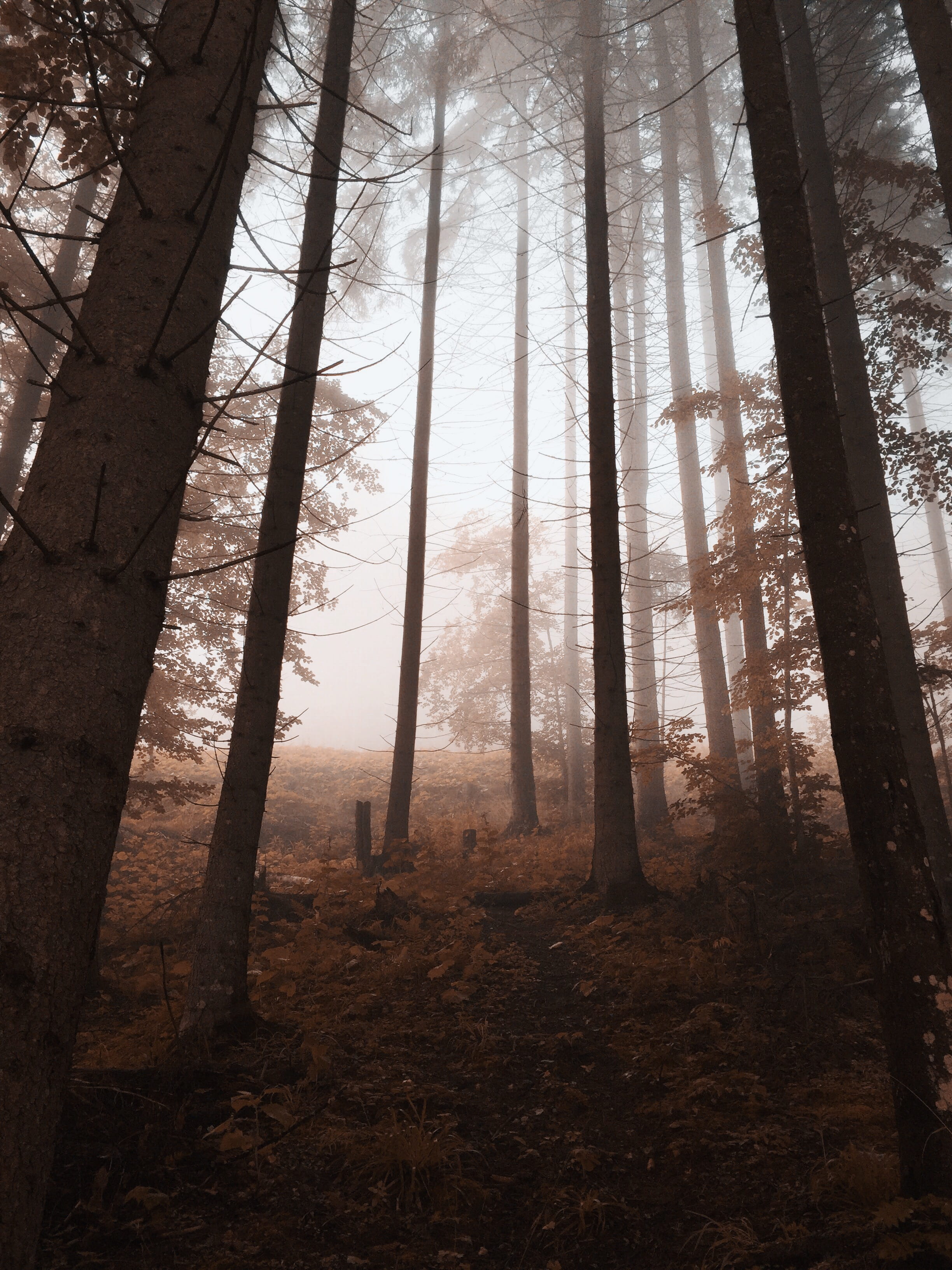 tree trunk, scenics - nature, foggy, perspective, tranquility, outdoors, 2K, tranquil scene, tree, atmospheric, low angle shot, mobilechallenge, fog, forest, Phone HD Wallpaper